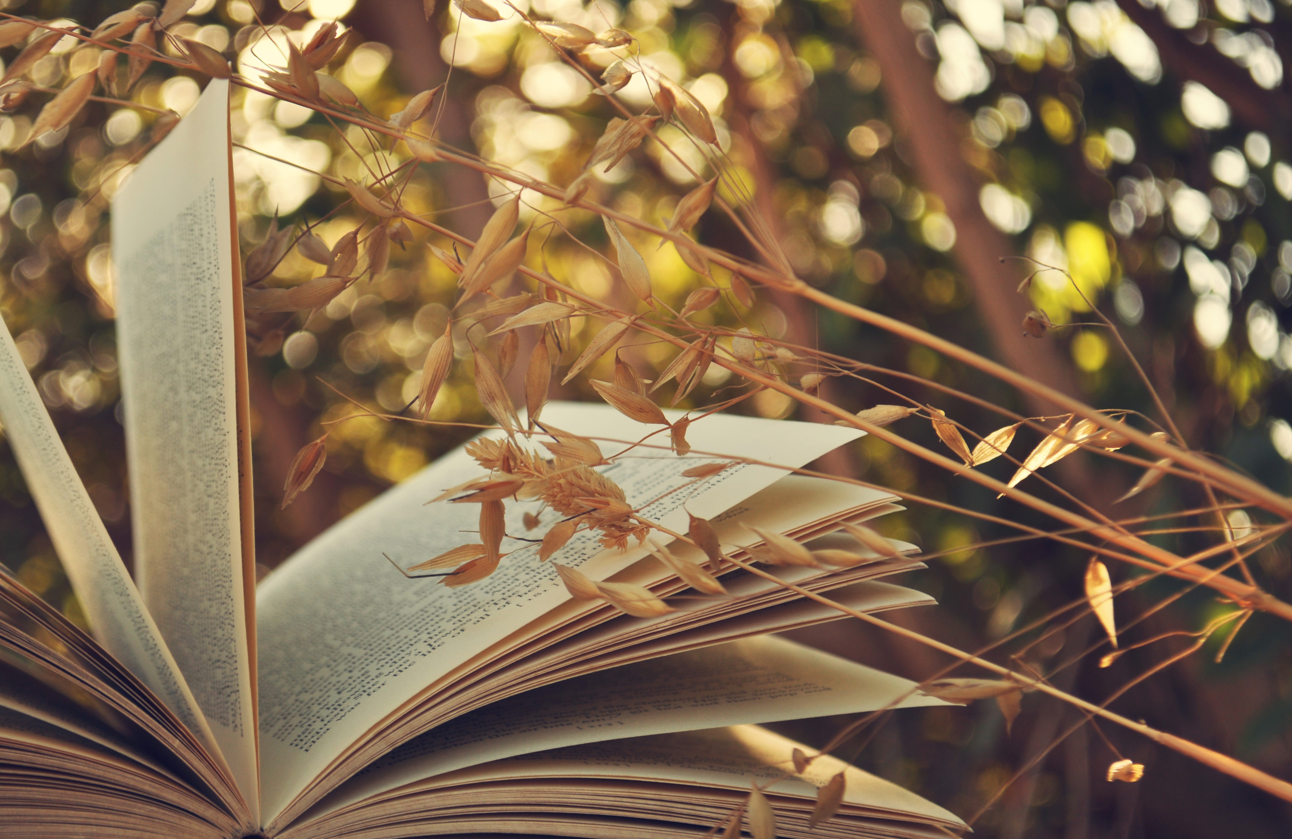 4K, Book, Page Gallery HD Wallpaper