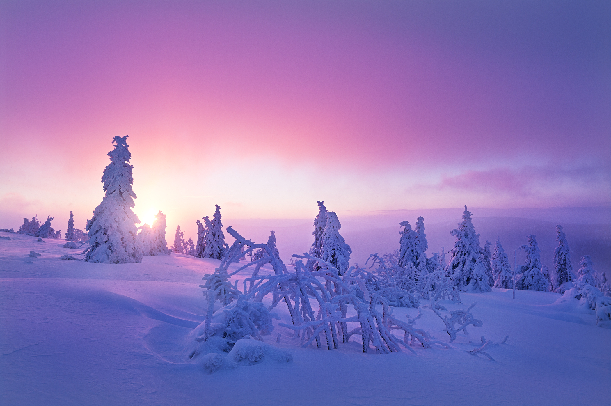 nature, purple, snow, winter Gallery HD Wallpaper