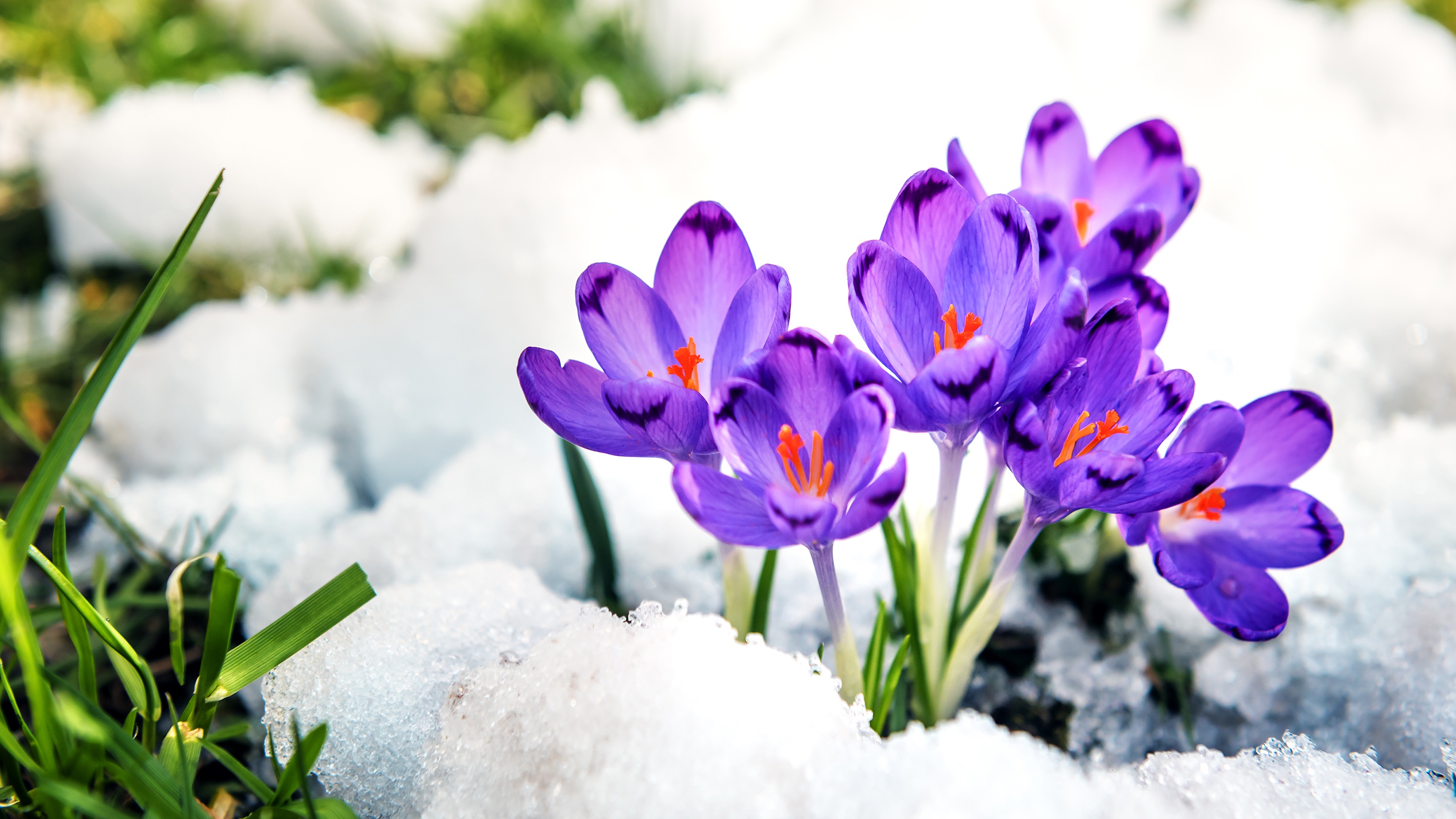 Crocus HD, Snow, Purple Flower Gallery HD Wallpaper