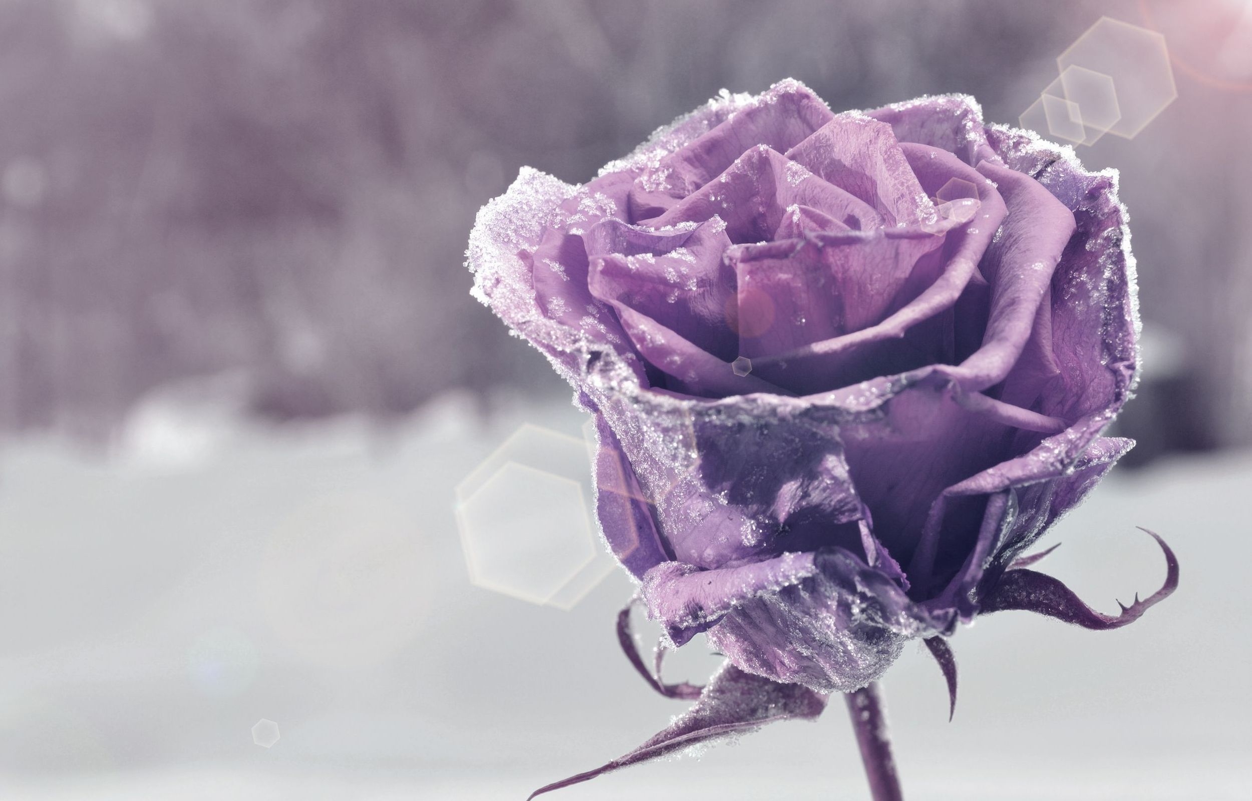 Download wallpaper flower, purple, snow, flowers, background, widescreen, Wallpaper, wallpaper, flower, widescreen, background, snow, bokeh, full screen, HD wallpaper, flower, section flowers in resolution 2500x1600