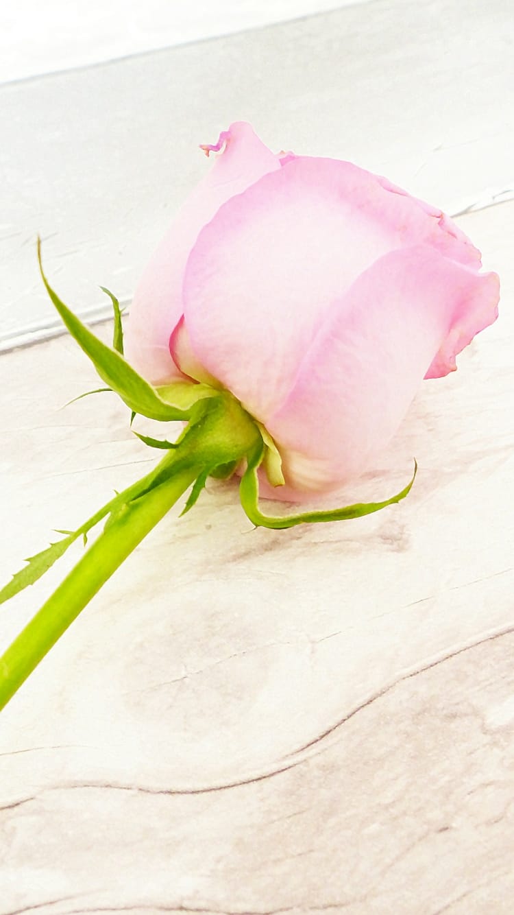 Floral iPhone Wallpaper