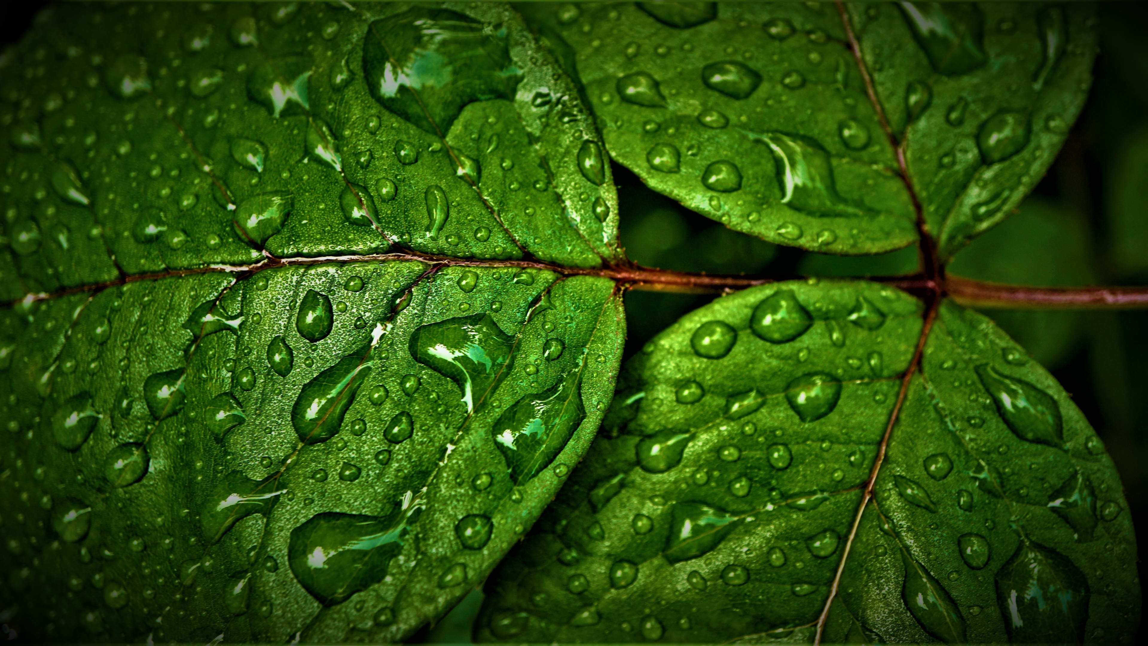 Green leaves Wallpaper 4K, Wet, Rain