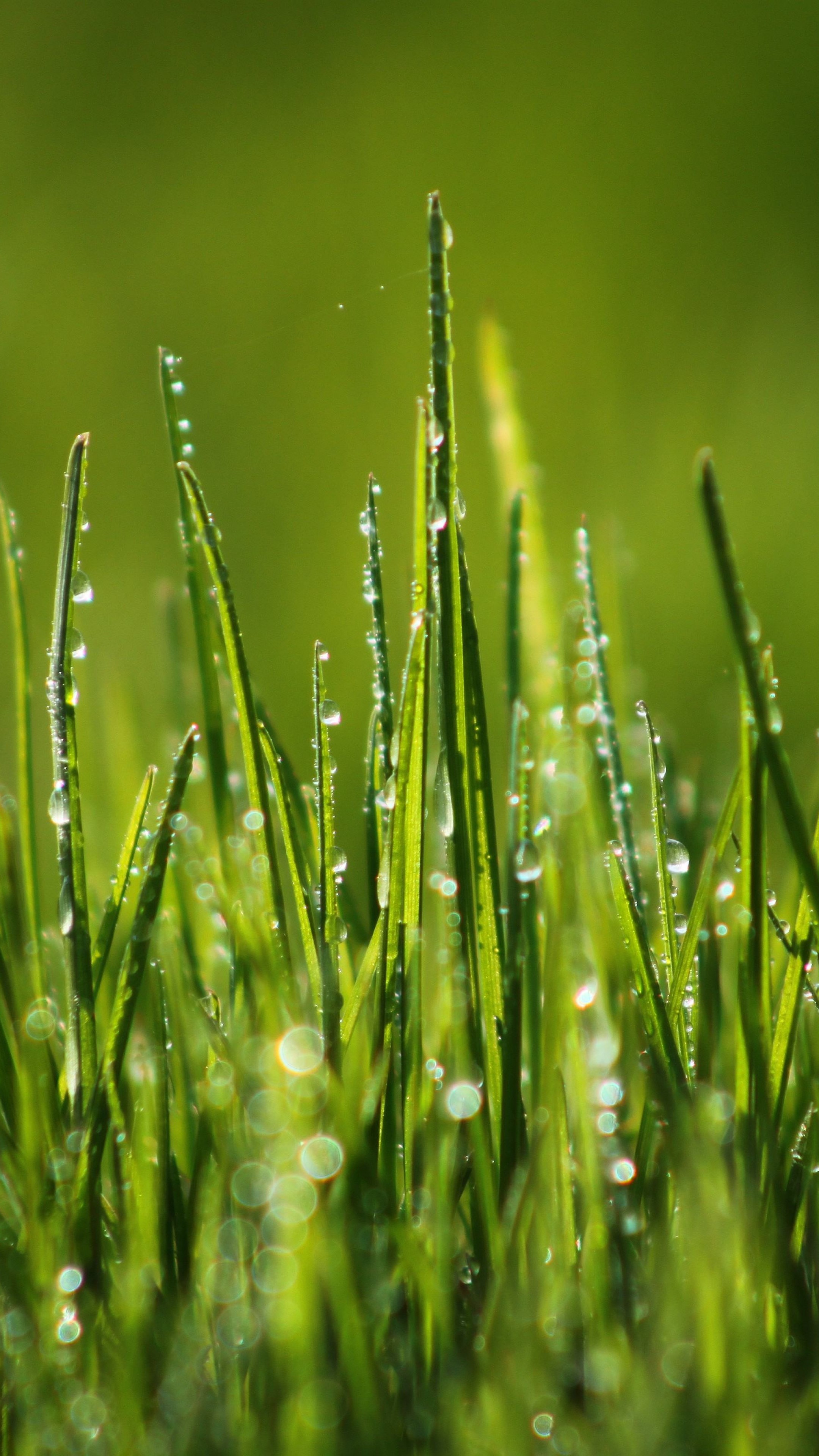 Wallpaper Green grass, 4k, HD wallpaper, 8k, field, dew, Nature