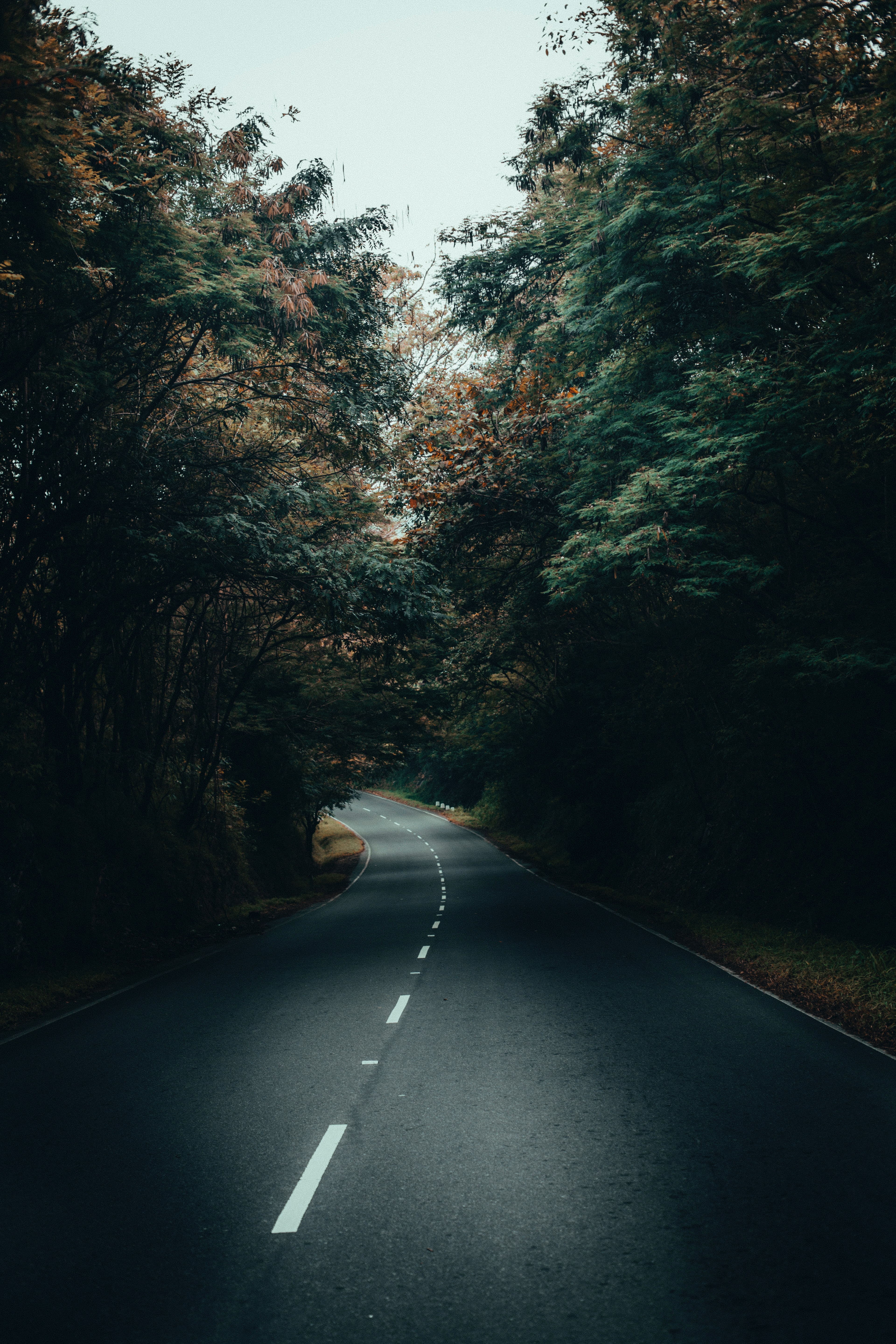 Download Forest wallpaper for mobile phone, free Forest HD picture
