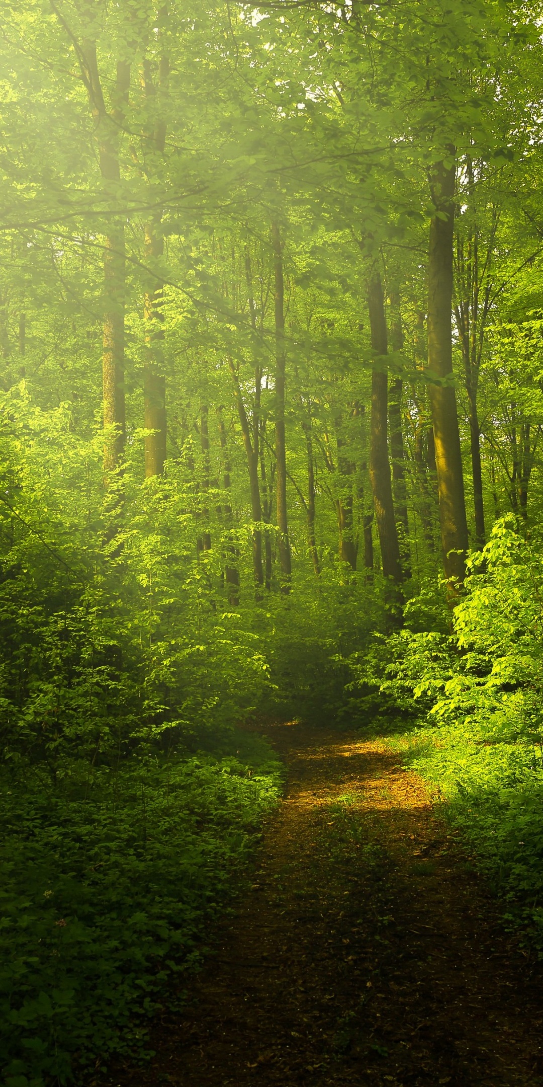 Green Forest Wallpaper 4K, Woods, Trails, Pathway, Sun rays