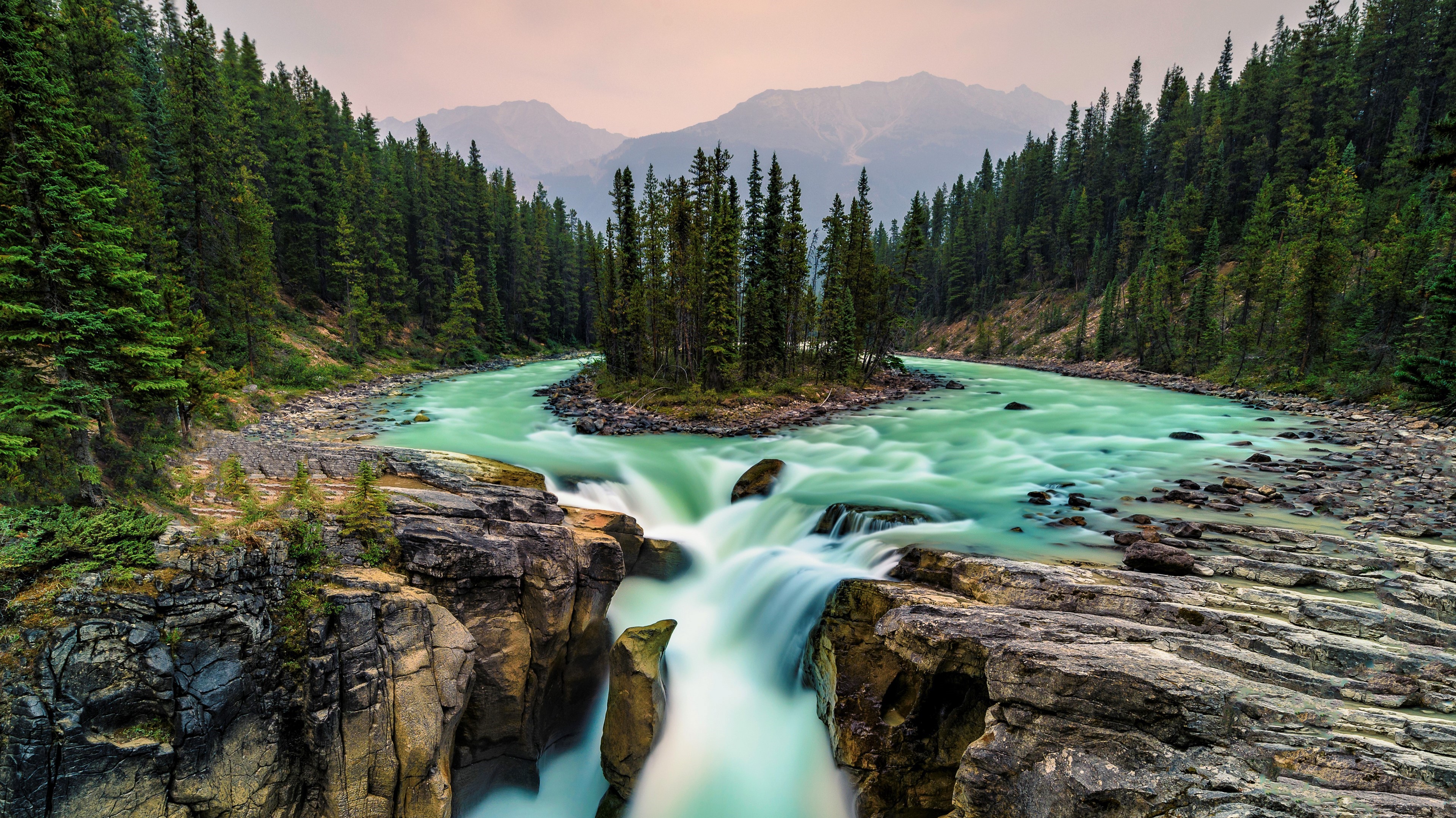 Canada, Forest, Jasper National Park
