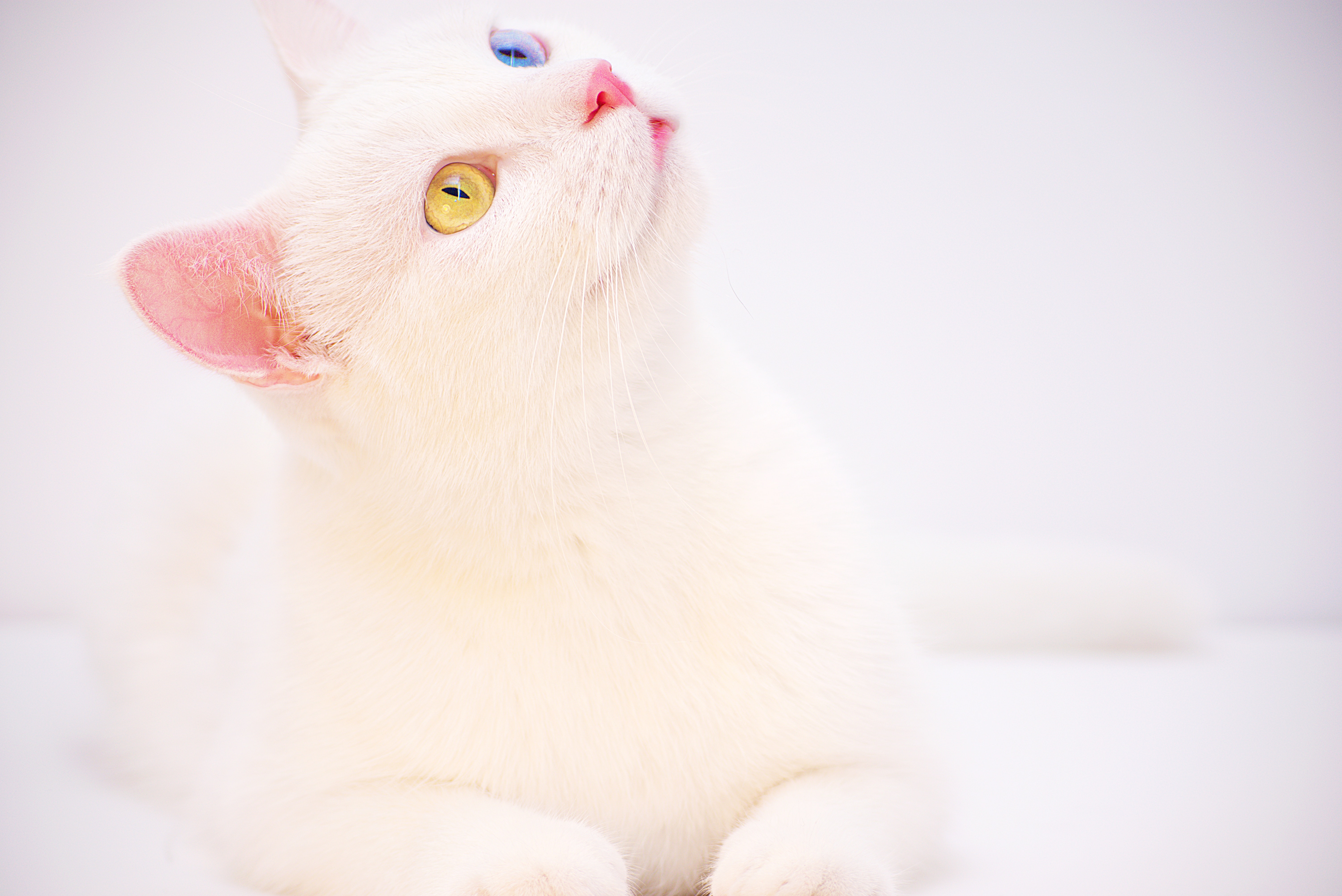 White Cat Photo, Download The BEST Free White Cat & HD Image