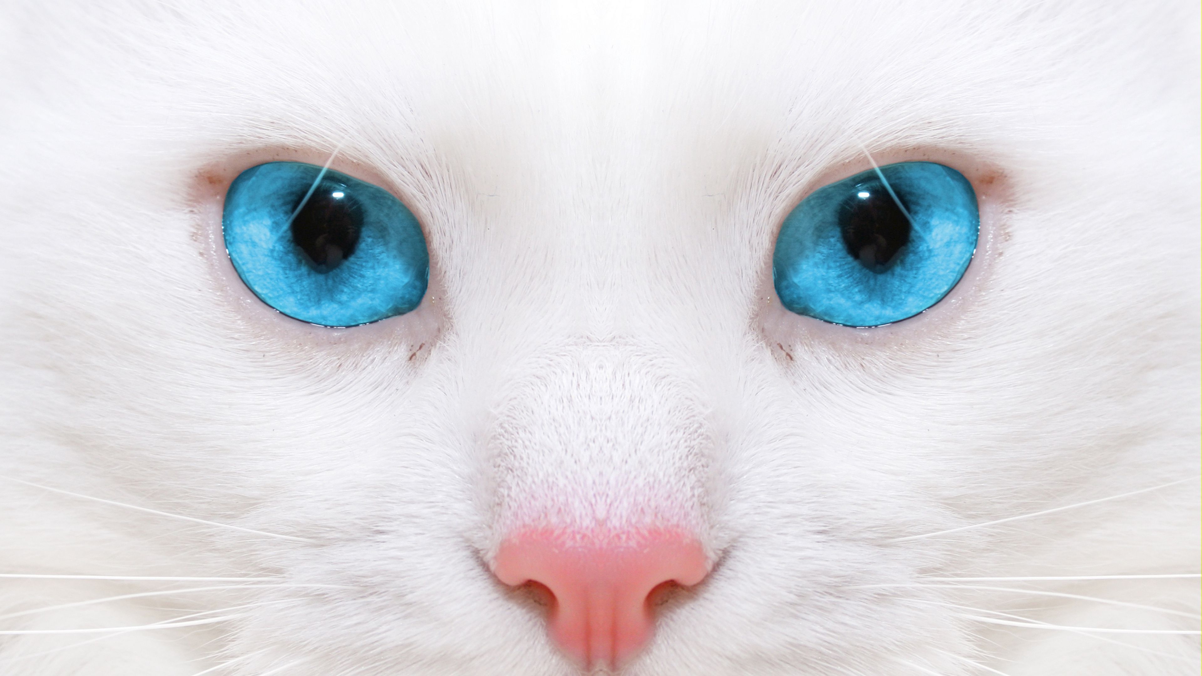 Download Wallpaper 3840x2160 Beautiful, White Cat, Kitten, Close Up 4k Uhd 16:9 HD Background