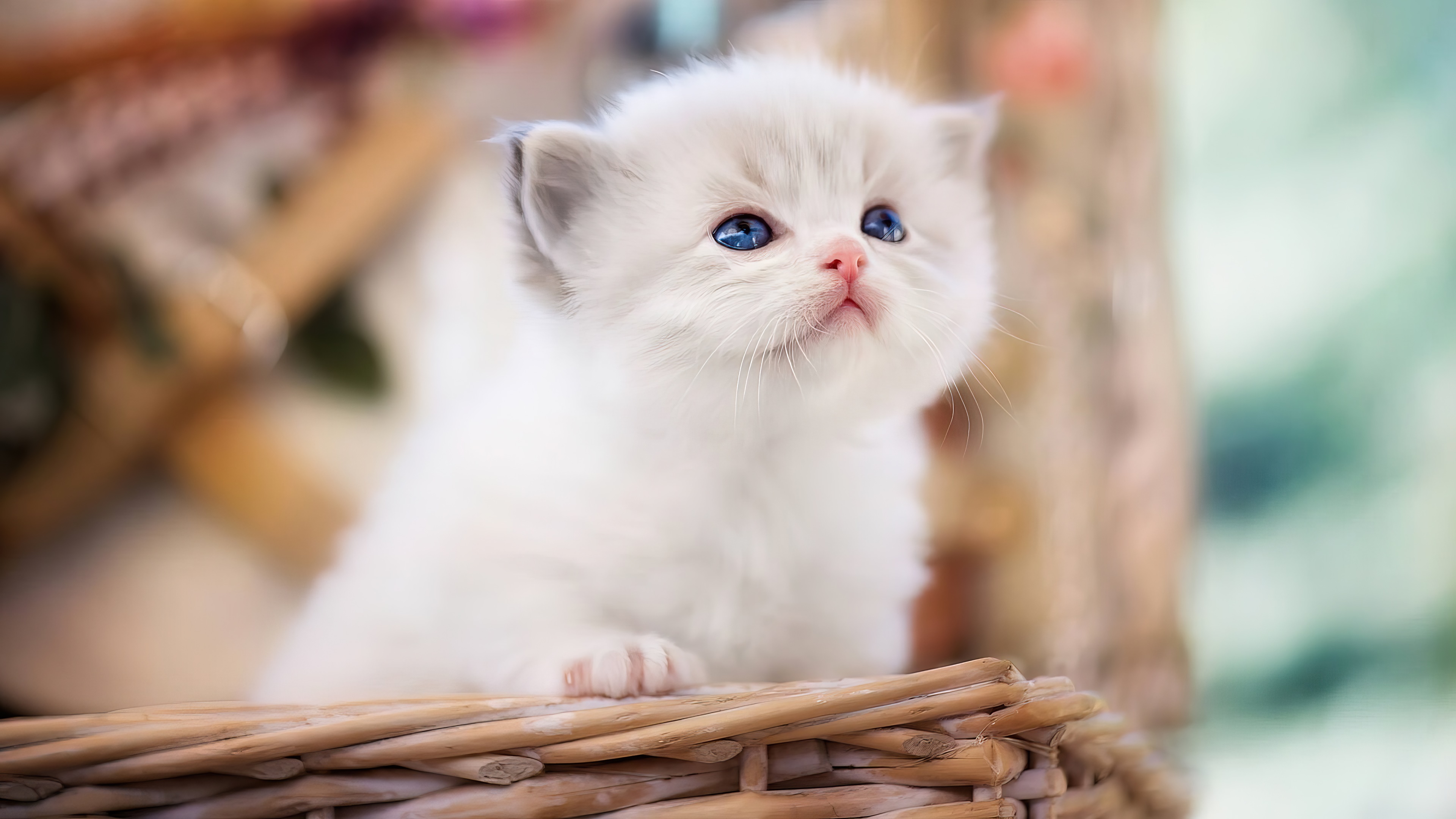 cute, white, cat, 4k Gallery HD Wallpaper