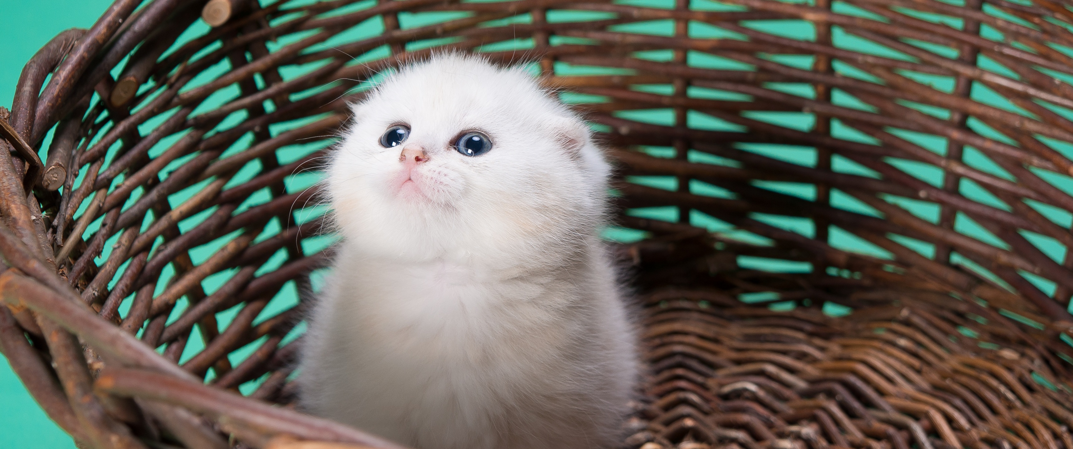 White cat Wallpaper 4K, Kitty, Basket, Puppy