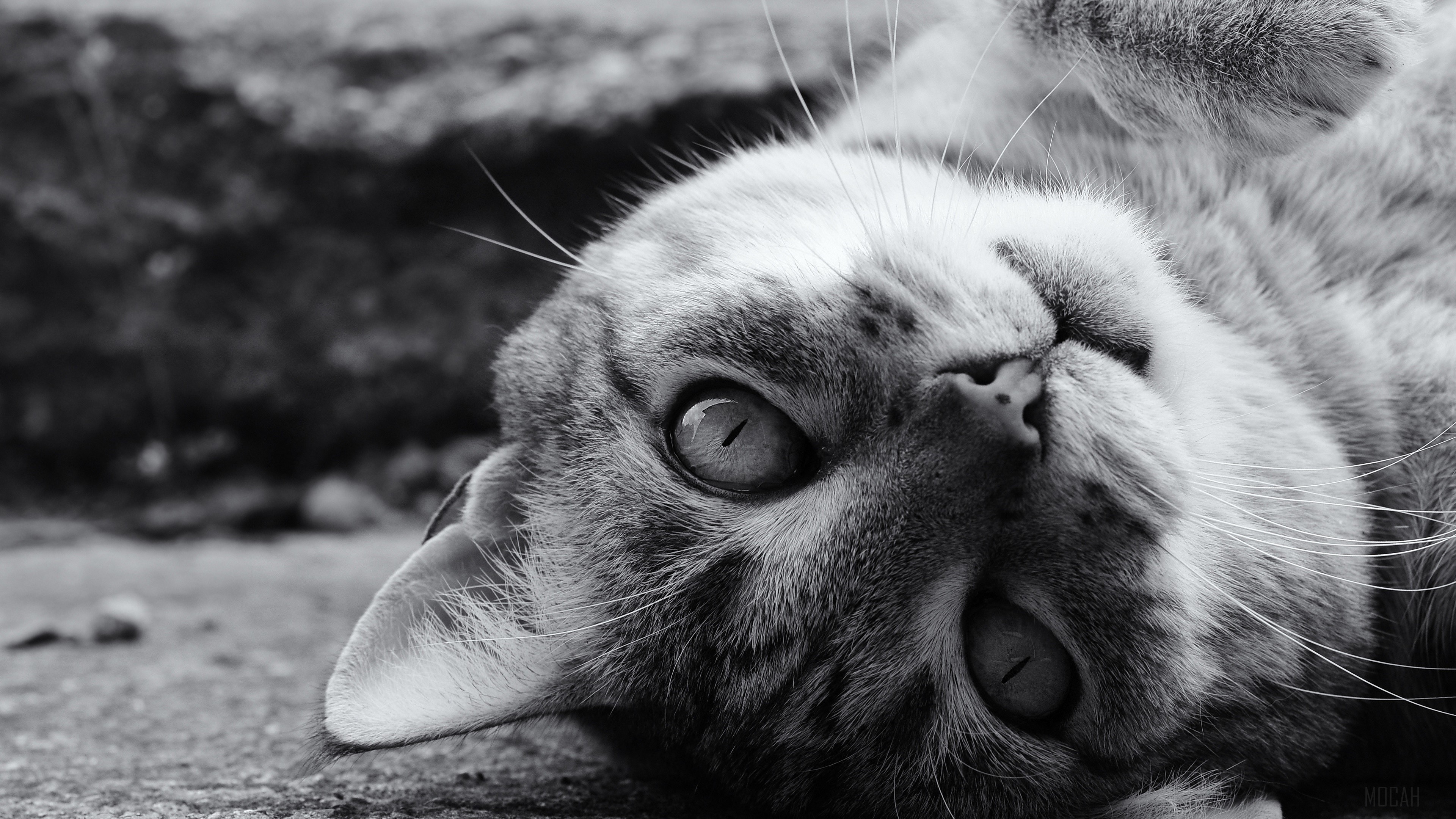 Black and White, Cat, Pet, Stare 4k Gallery HD Wallpaper