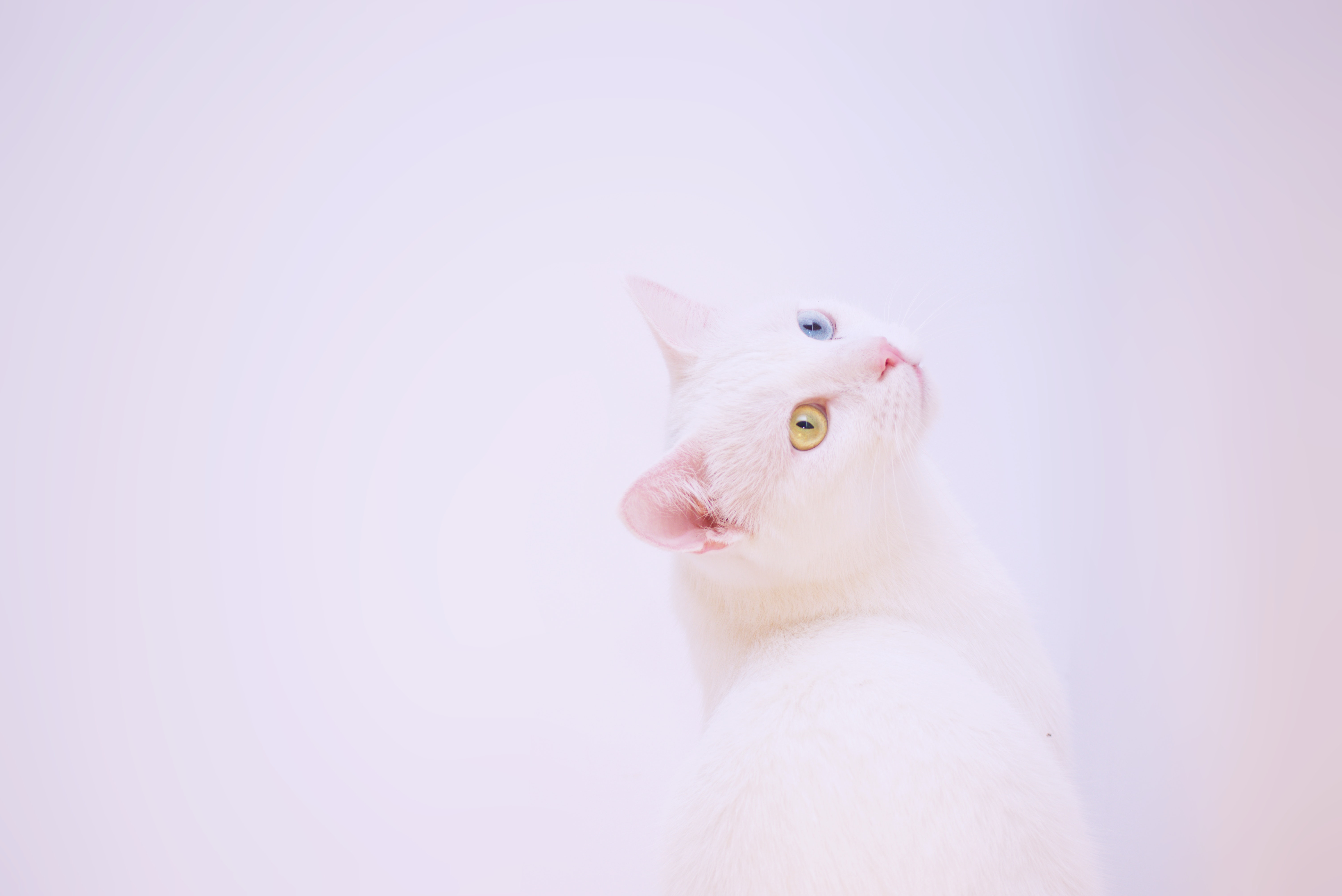 White Cat Photo, Download The BEST Free White Cat & HD Image