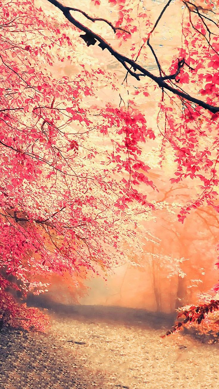 Forest Fall Fog Nature 4K Ultra HD
