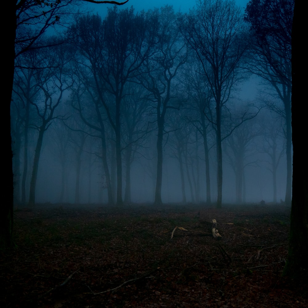 Night Forest Picture. Download Free Image