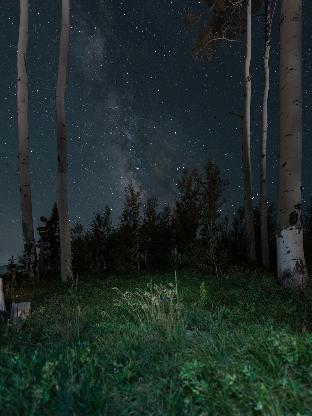 Night Forest Picture. Download Free Image
