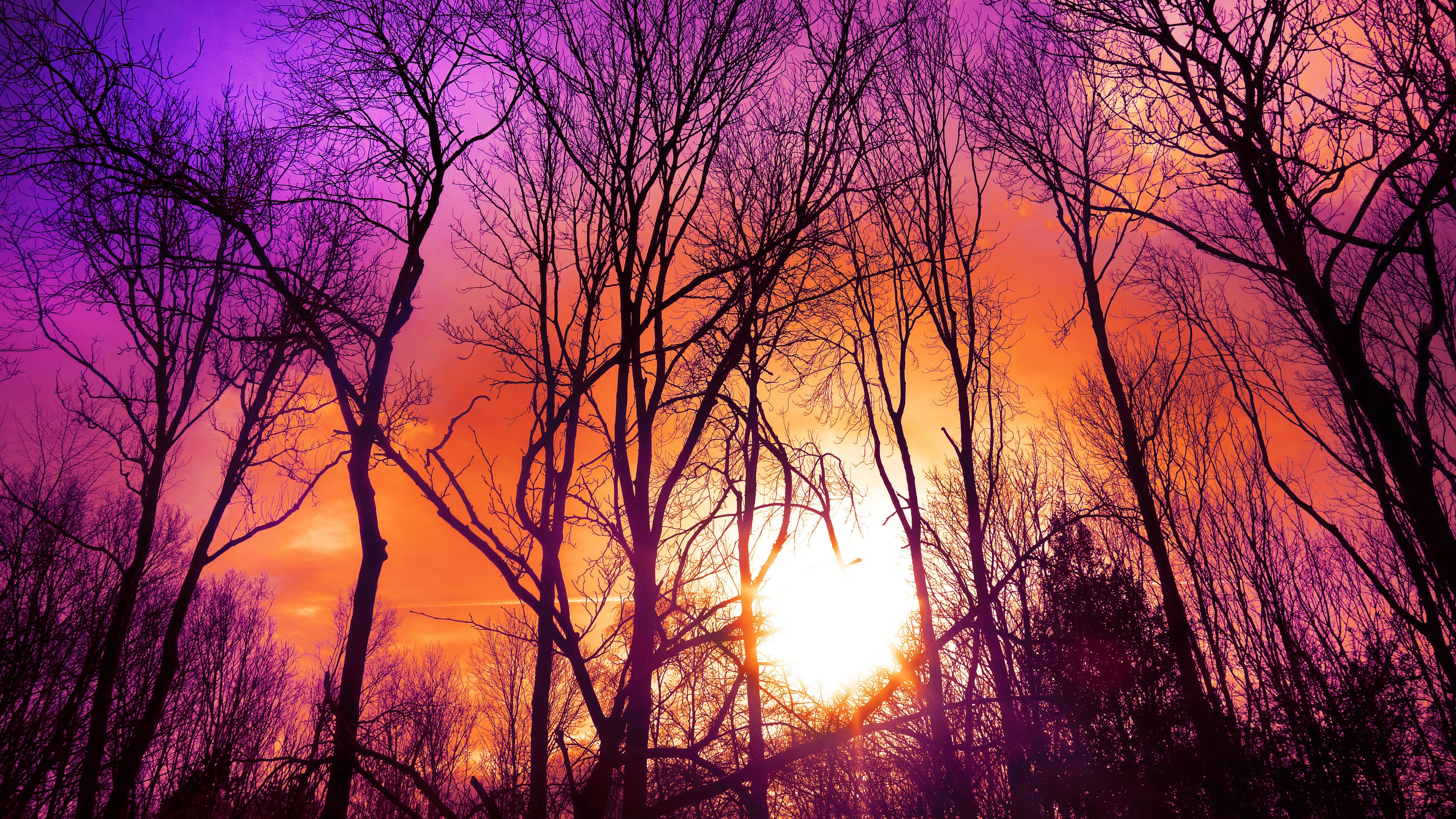 Wallpaper Trees, purple sky, sunset, sun 3840x2160 UHD 4K Picture, Image