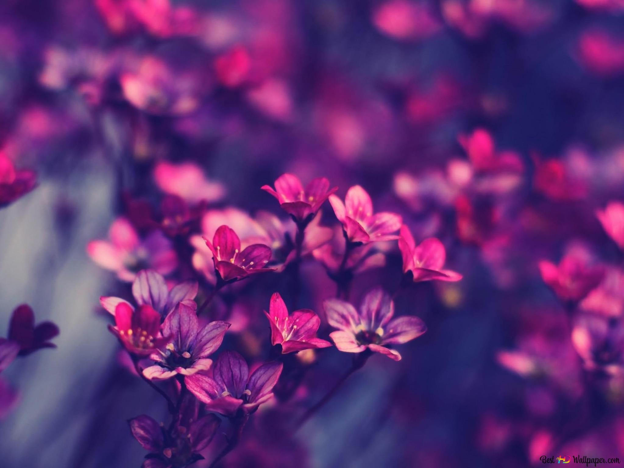 Nature Flower background 4K wallpaper download
