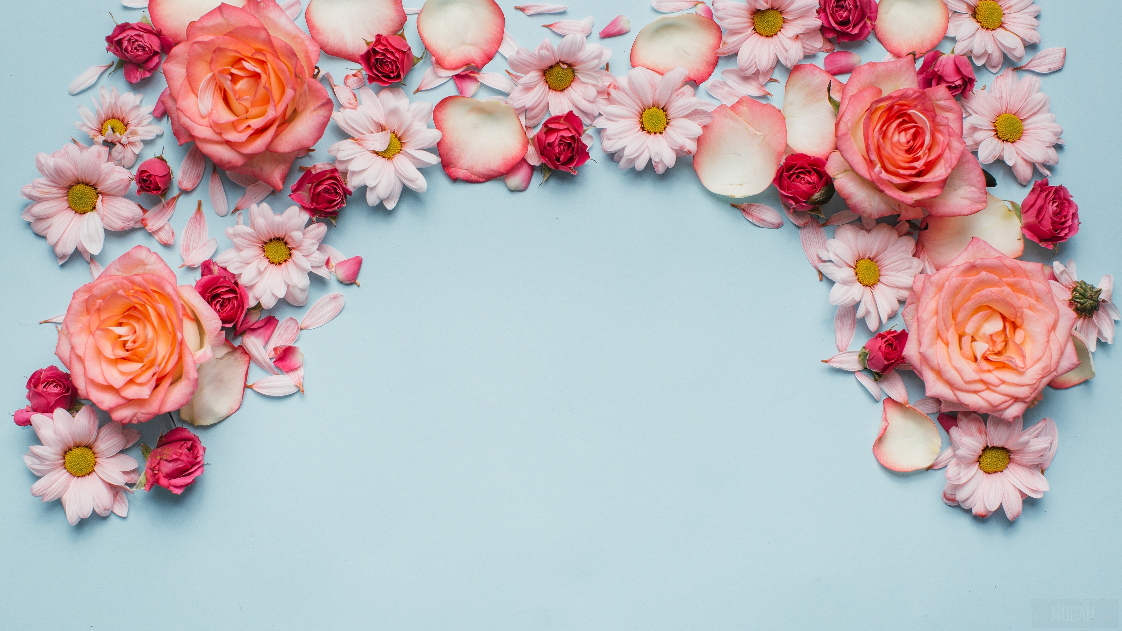 Flower, Petal, Rose 4k Gallery HD Wallpaper