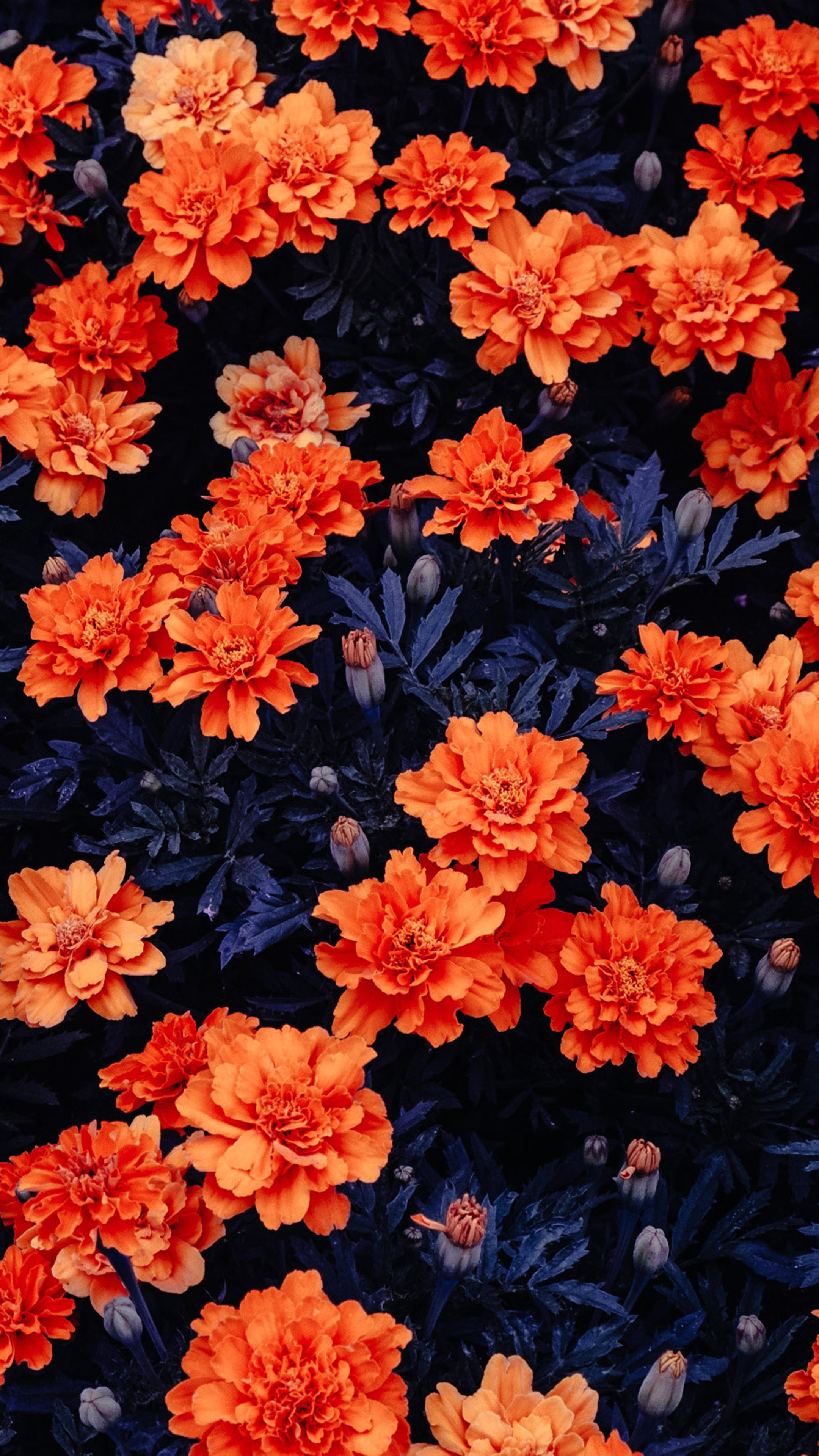 Free download Orange Flowers Garden 4K Ultra HD Mobile Wallpaper [2160x3840] for your Desktop, Mobile & Tablet. Explore Orange Floral Wallpaper. Orange Background, Orange Wallpaper, Floral Wallpaper