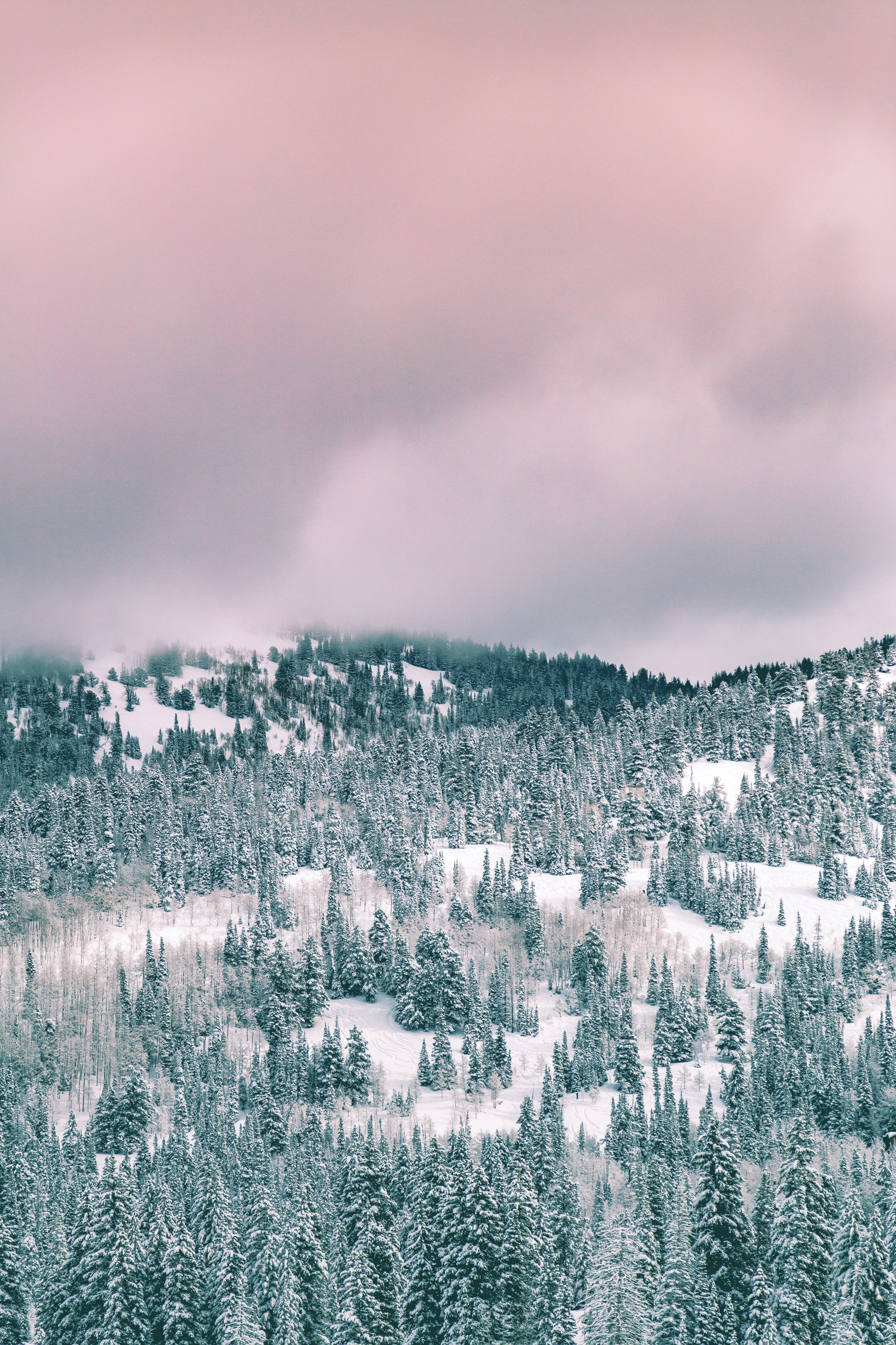 Wallpaper / a purple cloud sky above a winter forest in solitude nordic center, winter tones 4k wallpaper free download