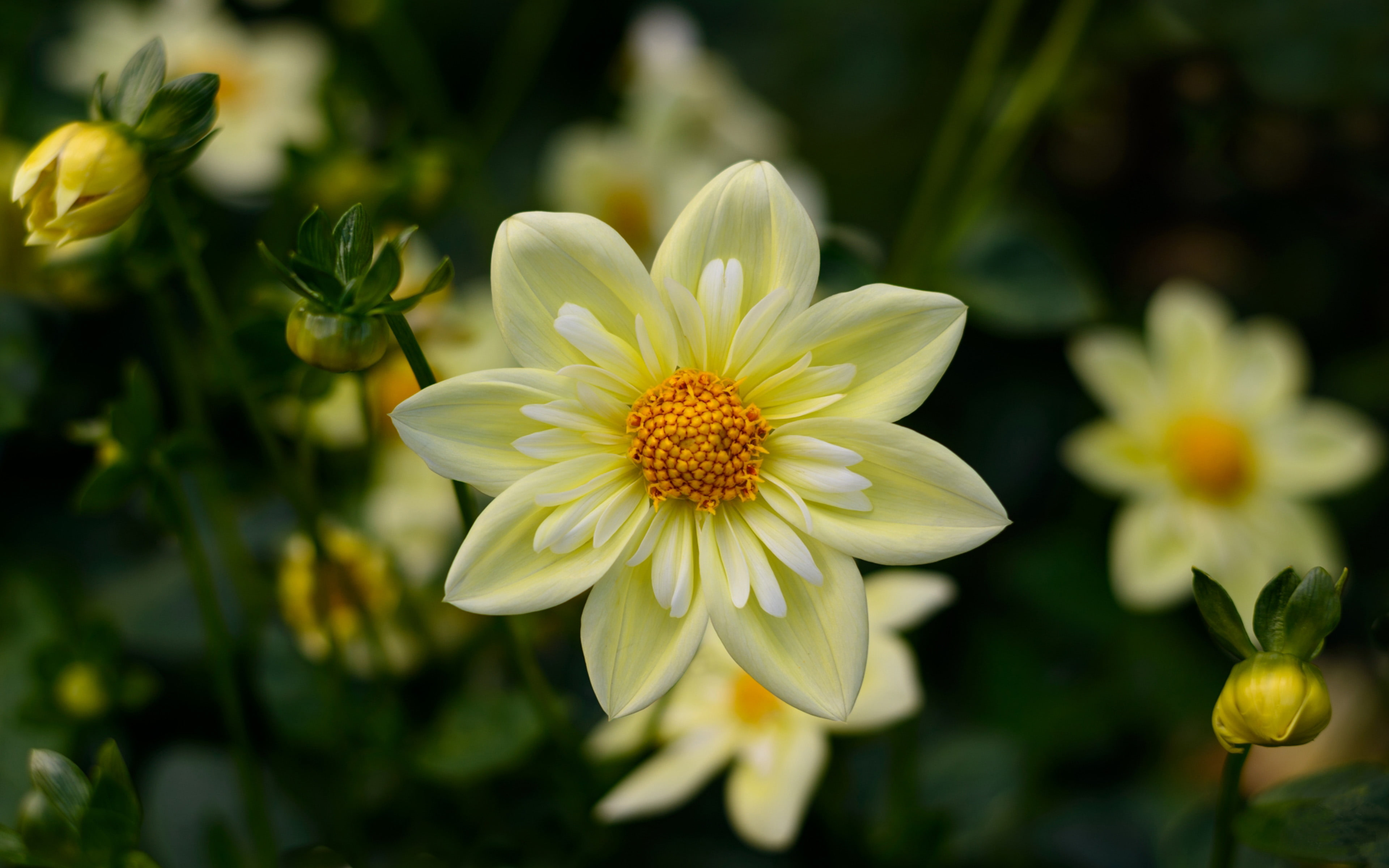 Dahlia Yellow Flowers High Quality Flower Wallpaper For Desktop Computers HD Wallpaper For 4k Ultra HD Tv 3840Ã—2400