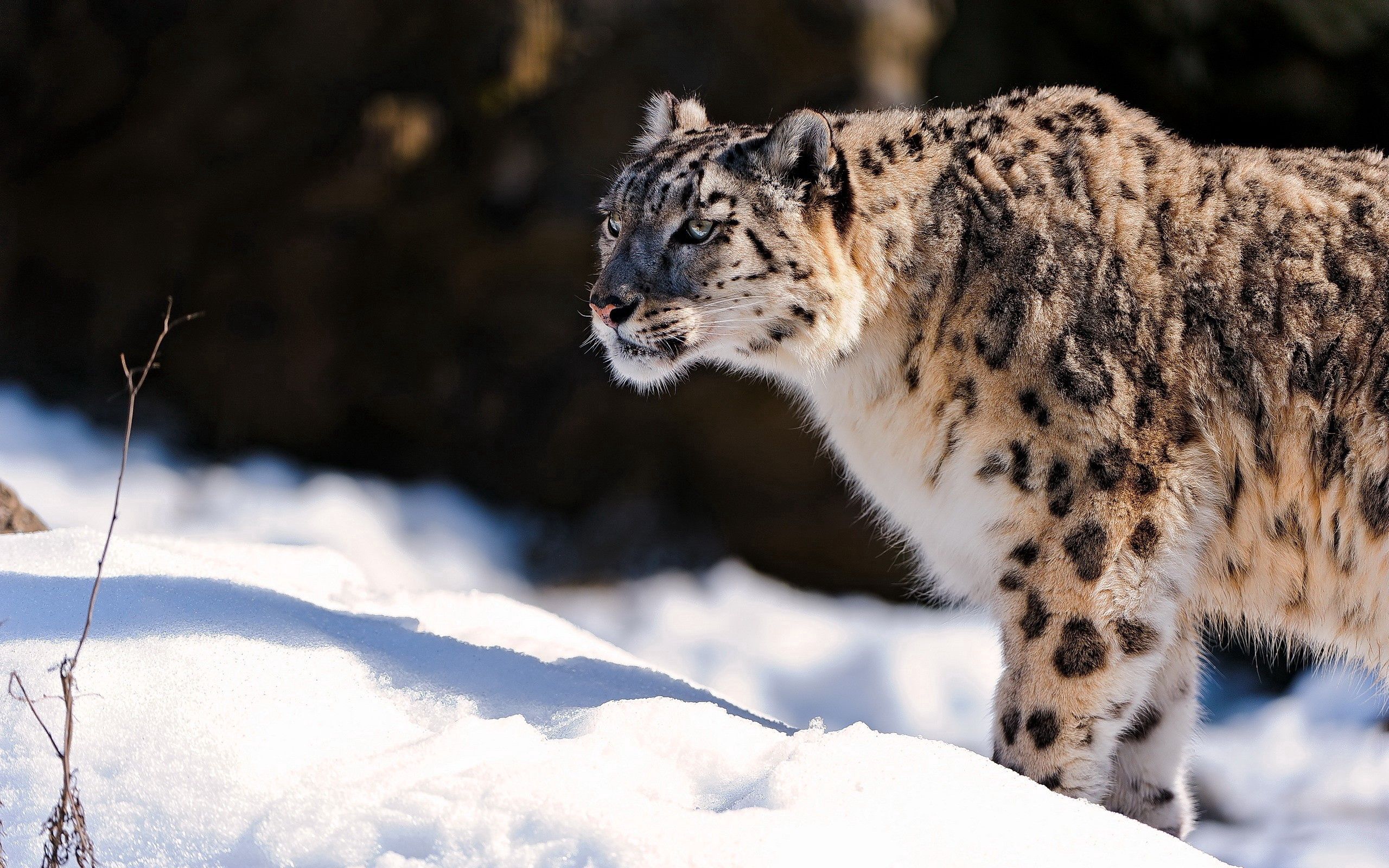 A 4K ultra HD mobile wallpaper depicting a graceful and elusive Snow  Leopard, with its thick fur and piercing blue eyes, perched on a rocky  ledge against the backdrop of a snow-capped