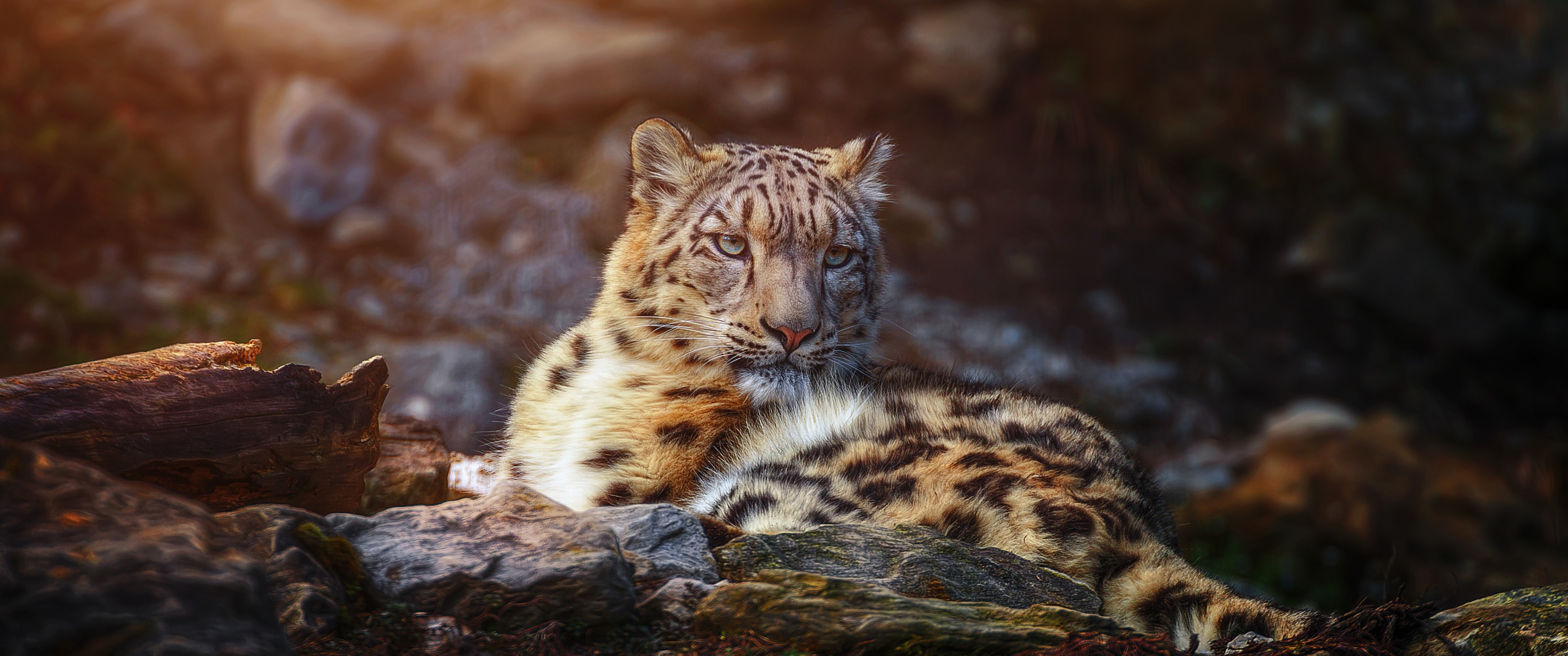 In the footsteps of the Snow Leopard with Organika