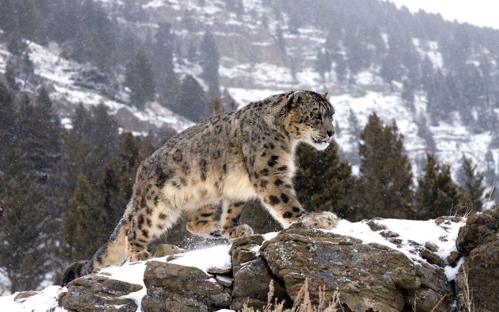 Snow Leopard Wallpaper HD