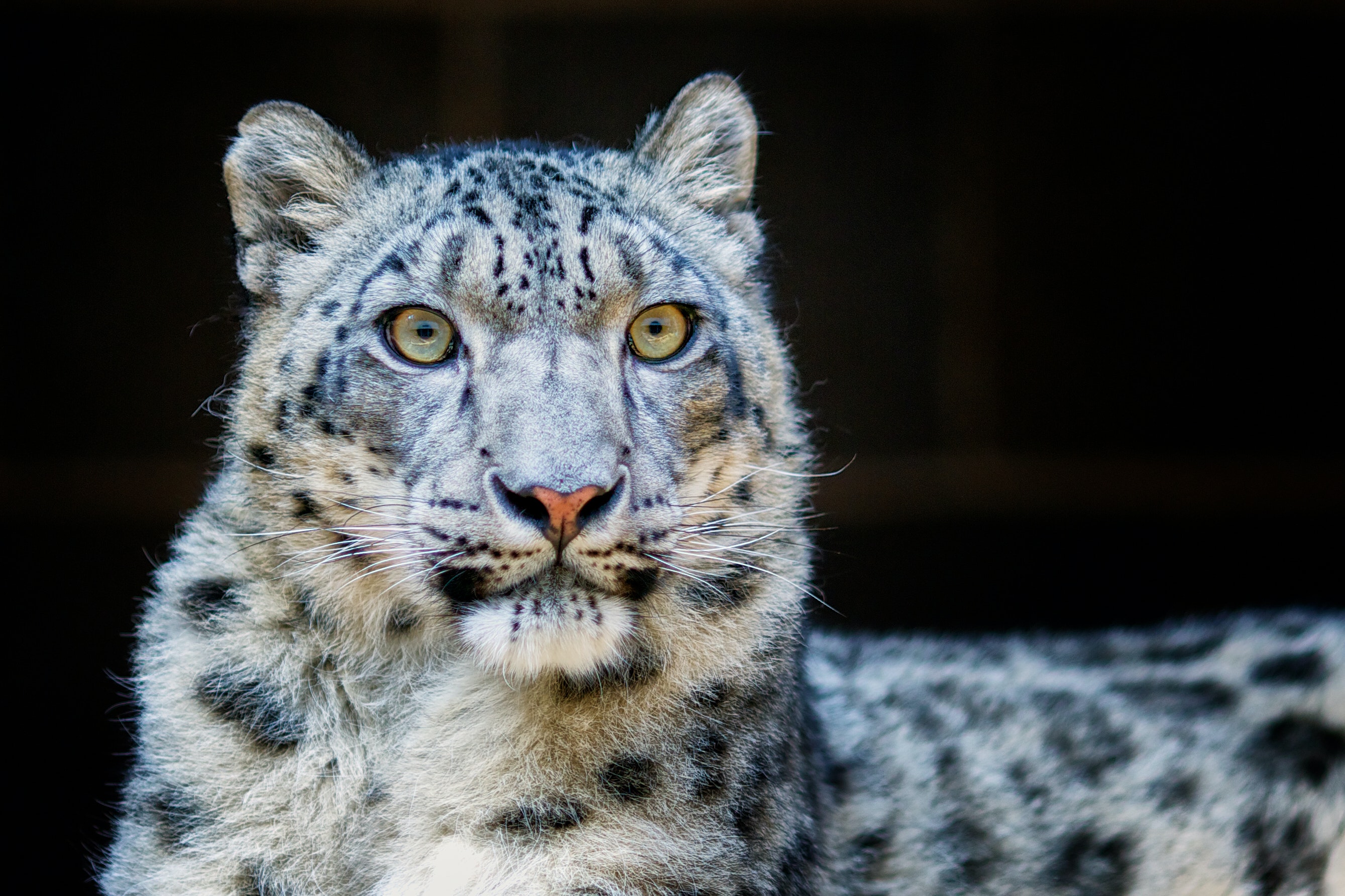 Snow Leopard Photo, Download The BEST Free Snow Leopard & HD Image