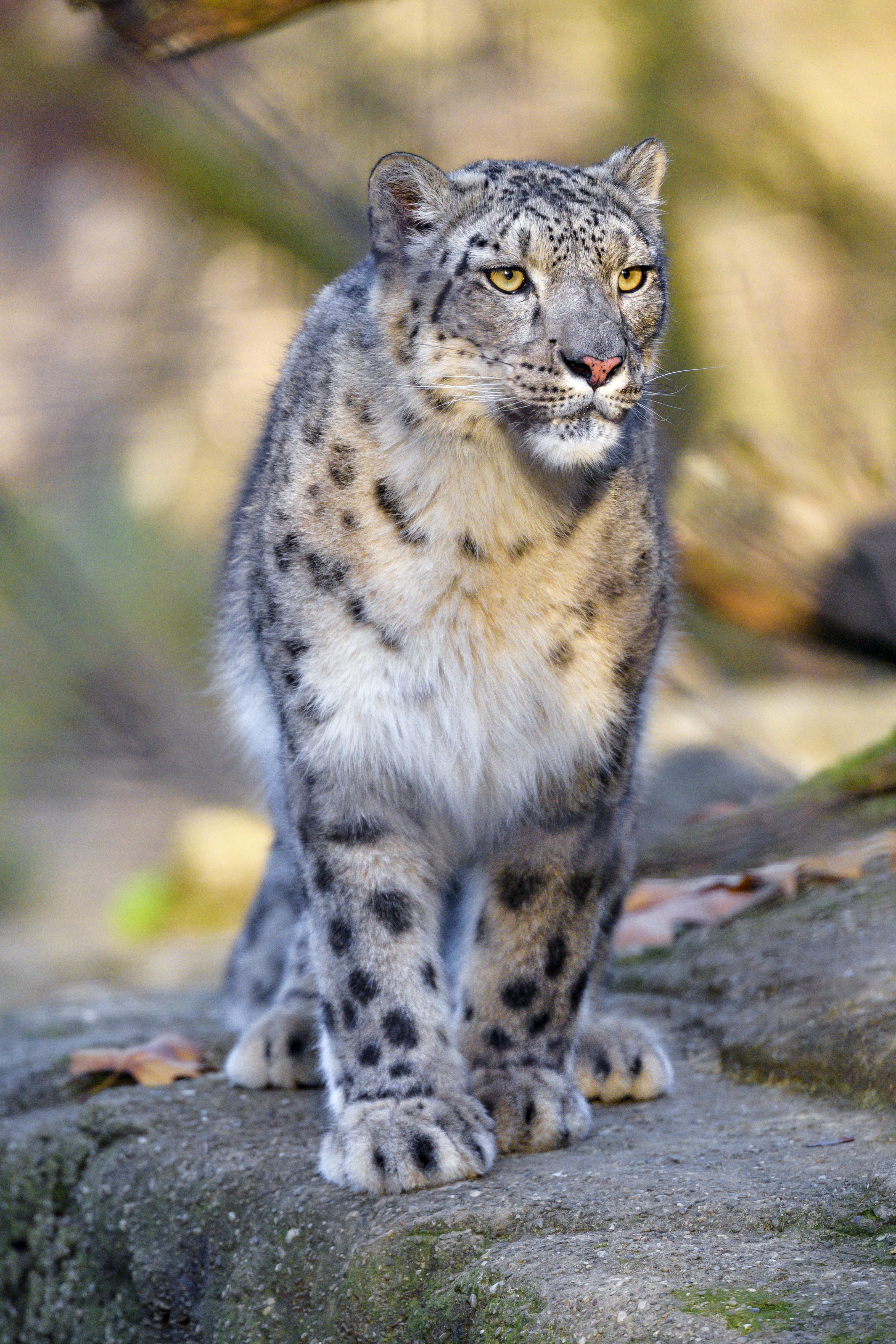 A 4K ultra HD mobile wallpaper depicting a graceful and elusive Snow Leopard,  with its thick fur and piercing blue eyes, perched on a rocky ledge against  the backdrop of a snow-capped