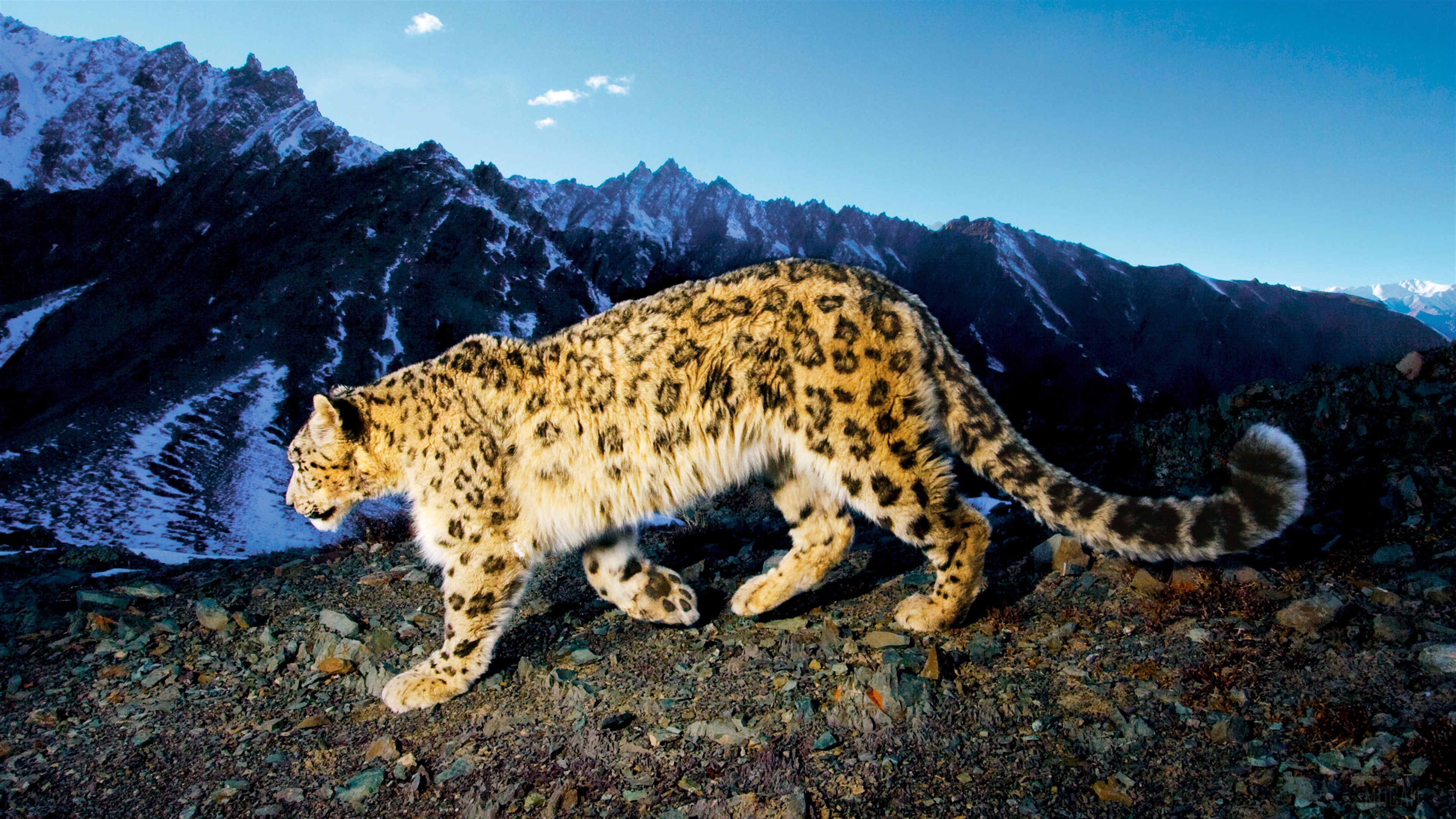 Prowling Snow Leopard 4k Gallery HD Wallpaper
