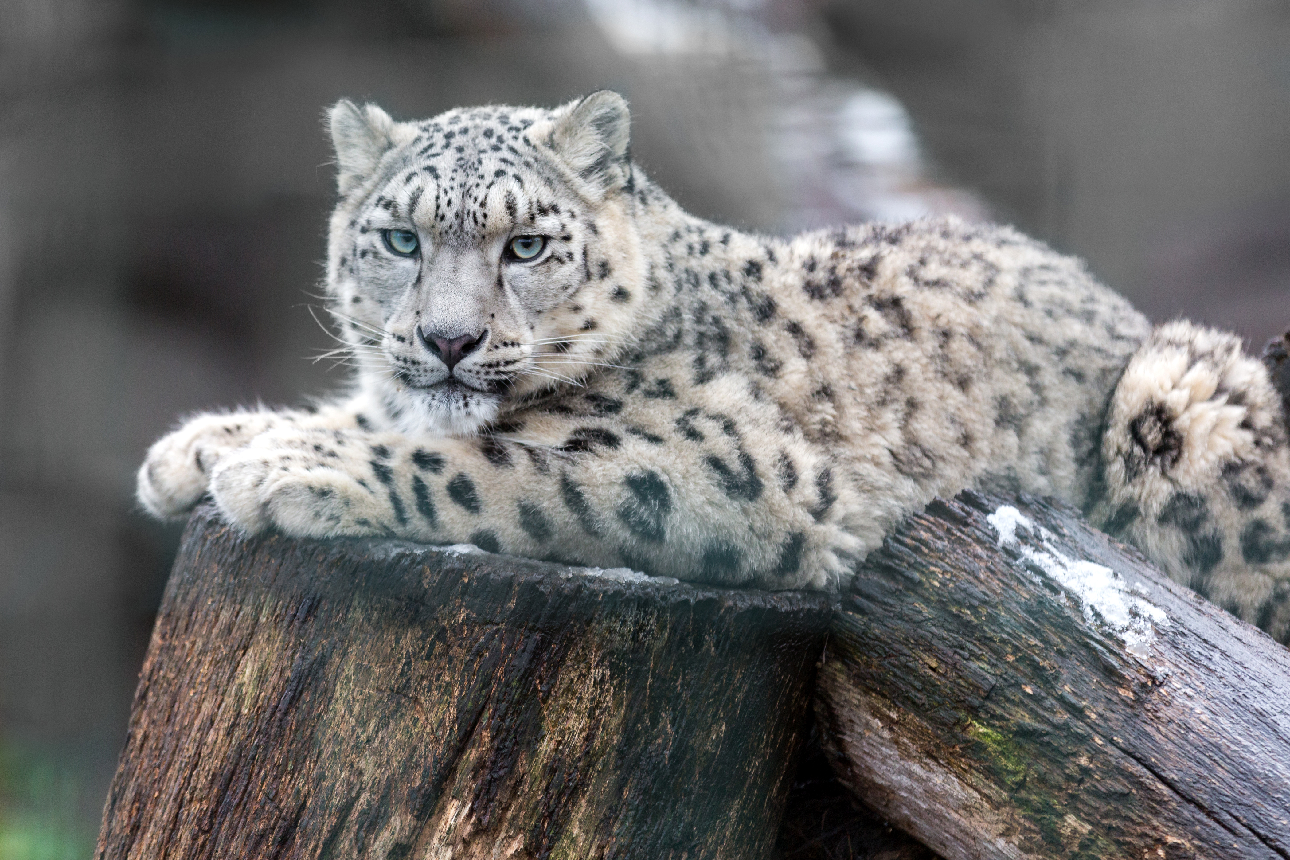 A 4K ultra HD mobile wallpaper depicting a graceful and elusive Snow  Leopard, with its thick fur and piercing blue eyes, perched on a rocky  ledge against the backdrop of a snow-capped