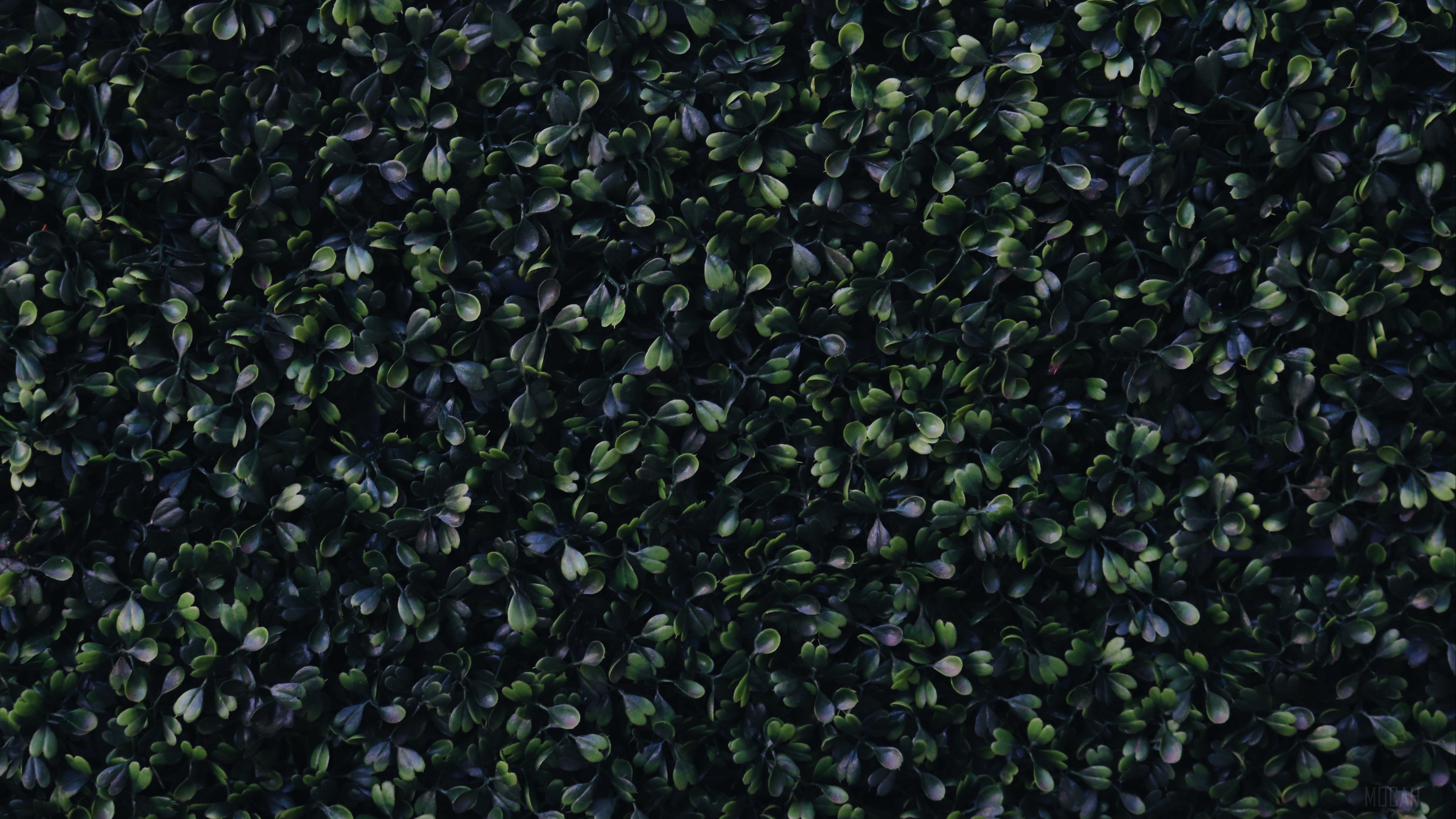 foliage, green, dark 4k Gallery HD Wallpaper