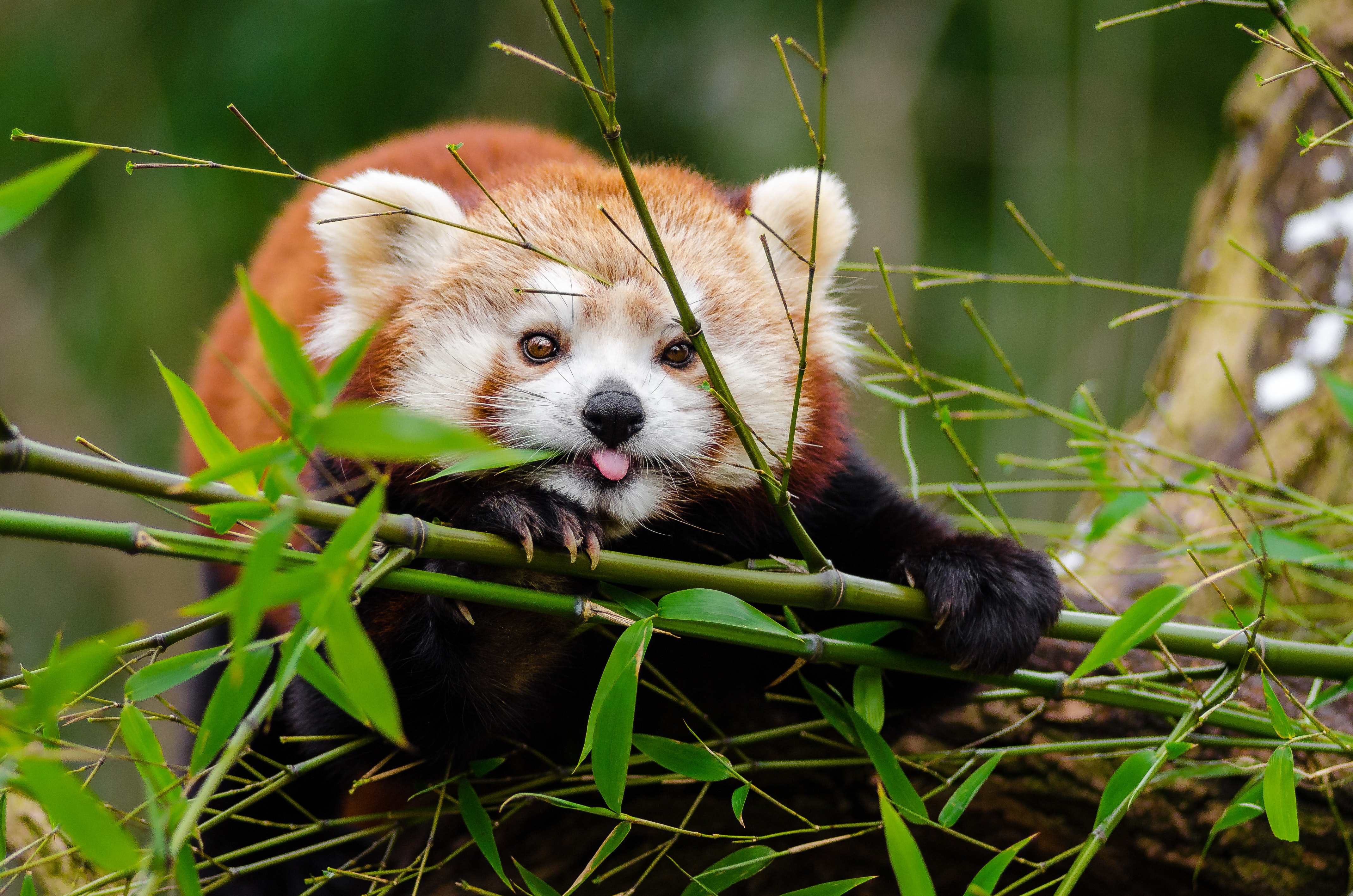 Red Panda Photo, Download The BEST Free Red Panda & HD Image