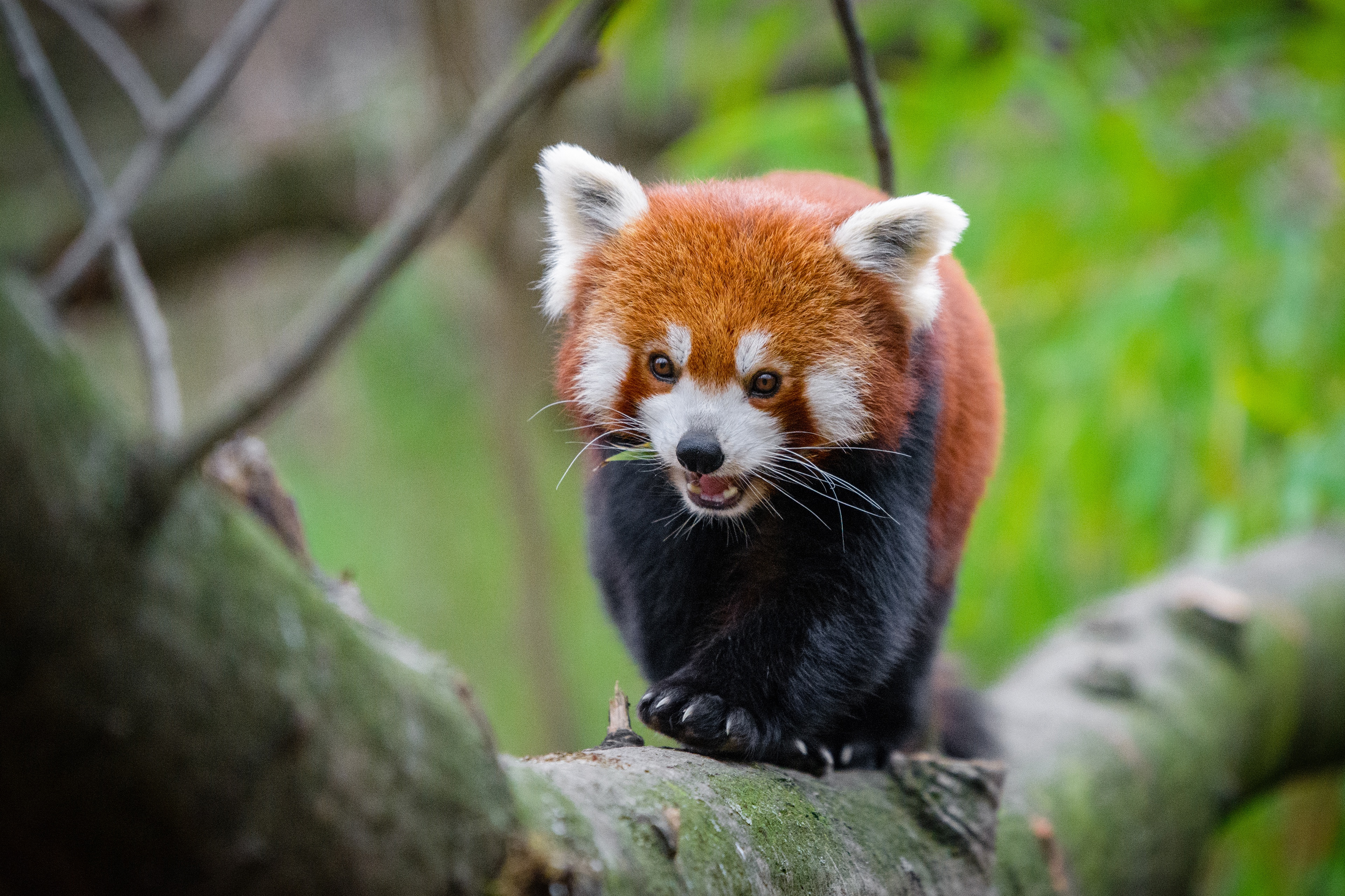 Animal Red Panda 4k Ultra HD Wallpaper
