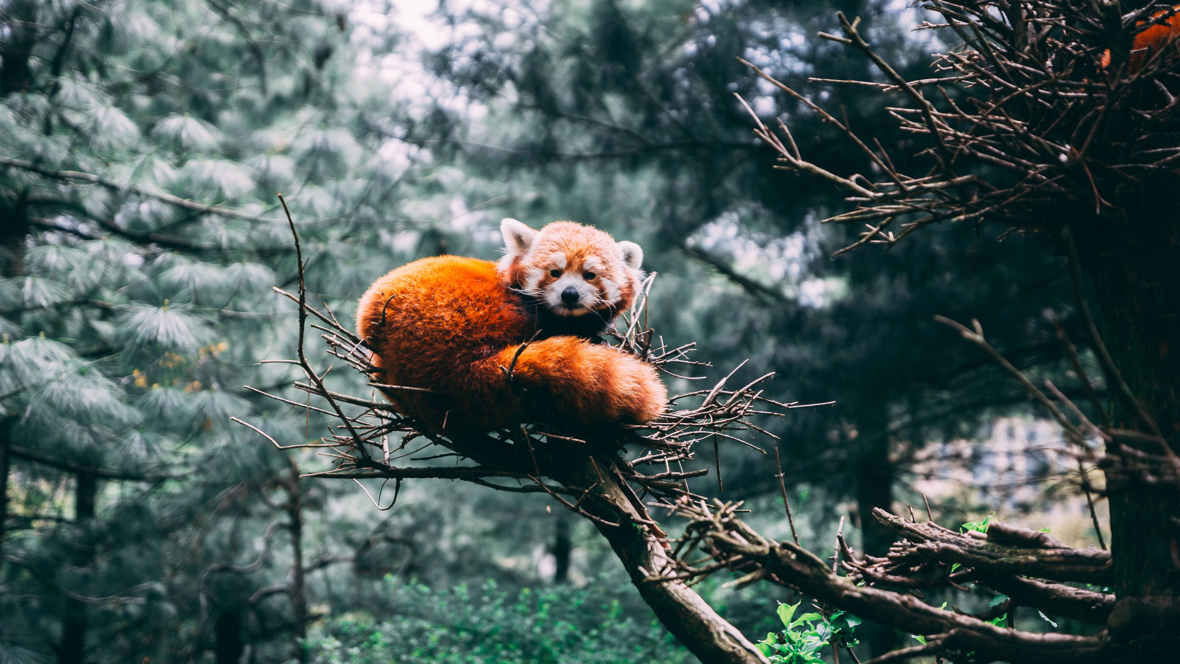 Wallpaper / red panda, panda, wildlife, 4k free download
