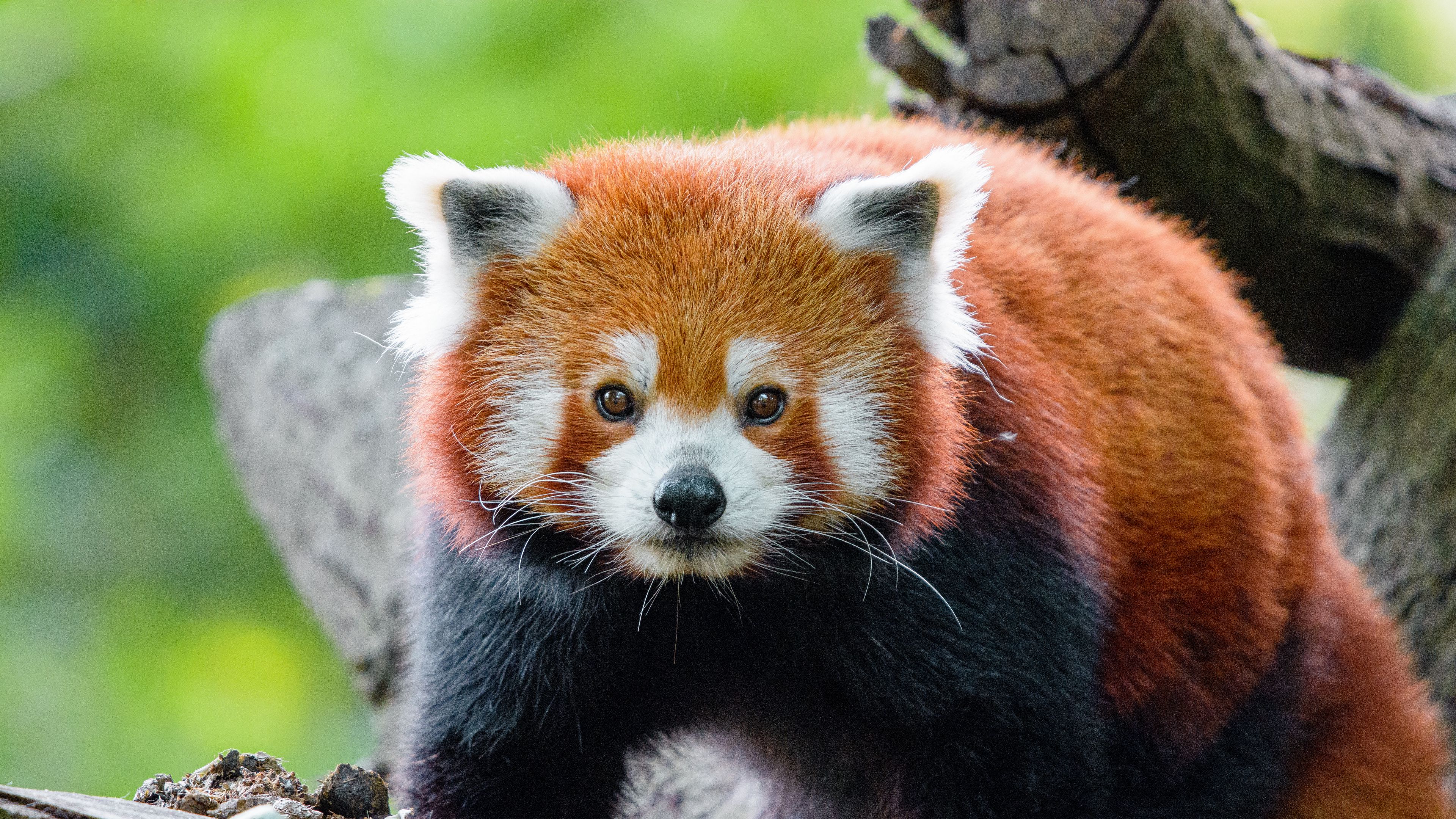 Download wallpaper 3840x2160 red panda, panda, muzzle, glance 4k uhd 16:9 HD background