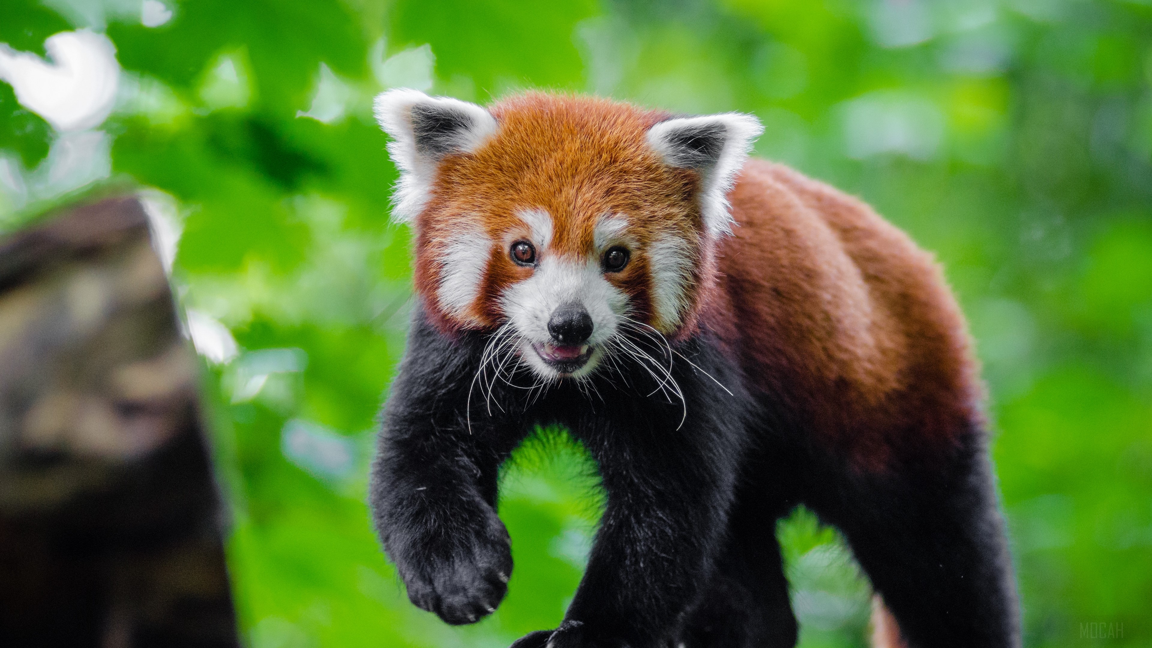 small panda, red panda, cute 4k Gallery HD Wallpaper