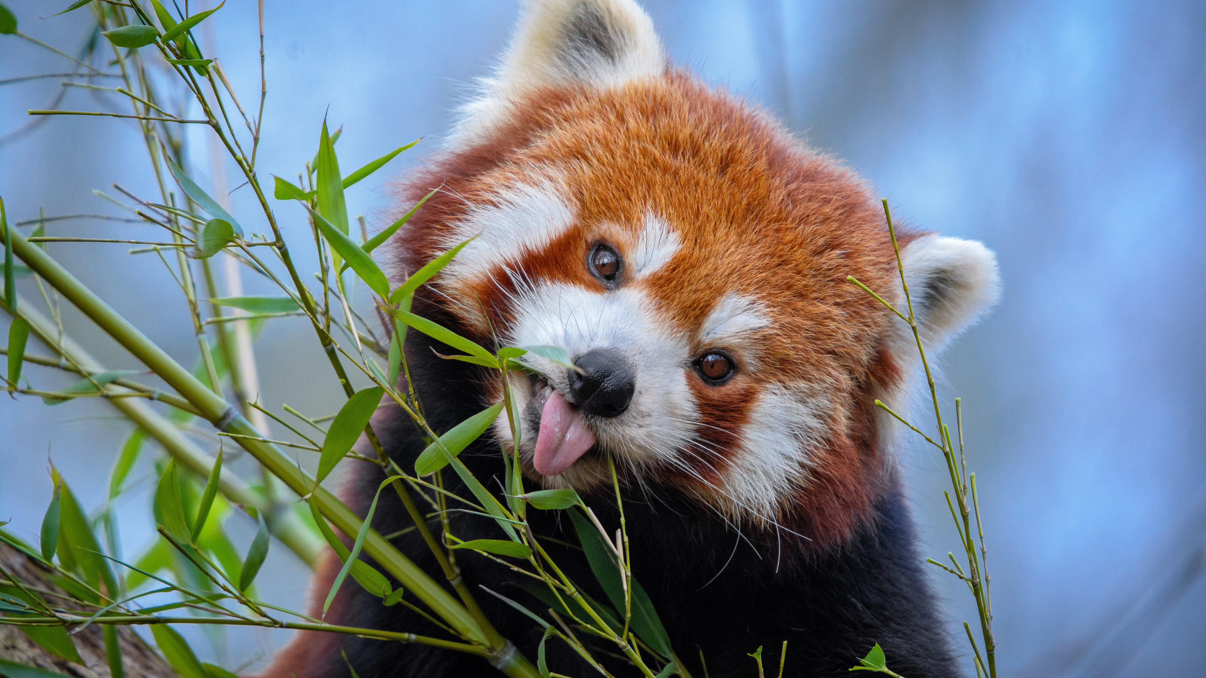Red Panda 4K Ultra HD Wallpaper, HD Red Panda 3840x2160 Background, Free Image Download