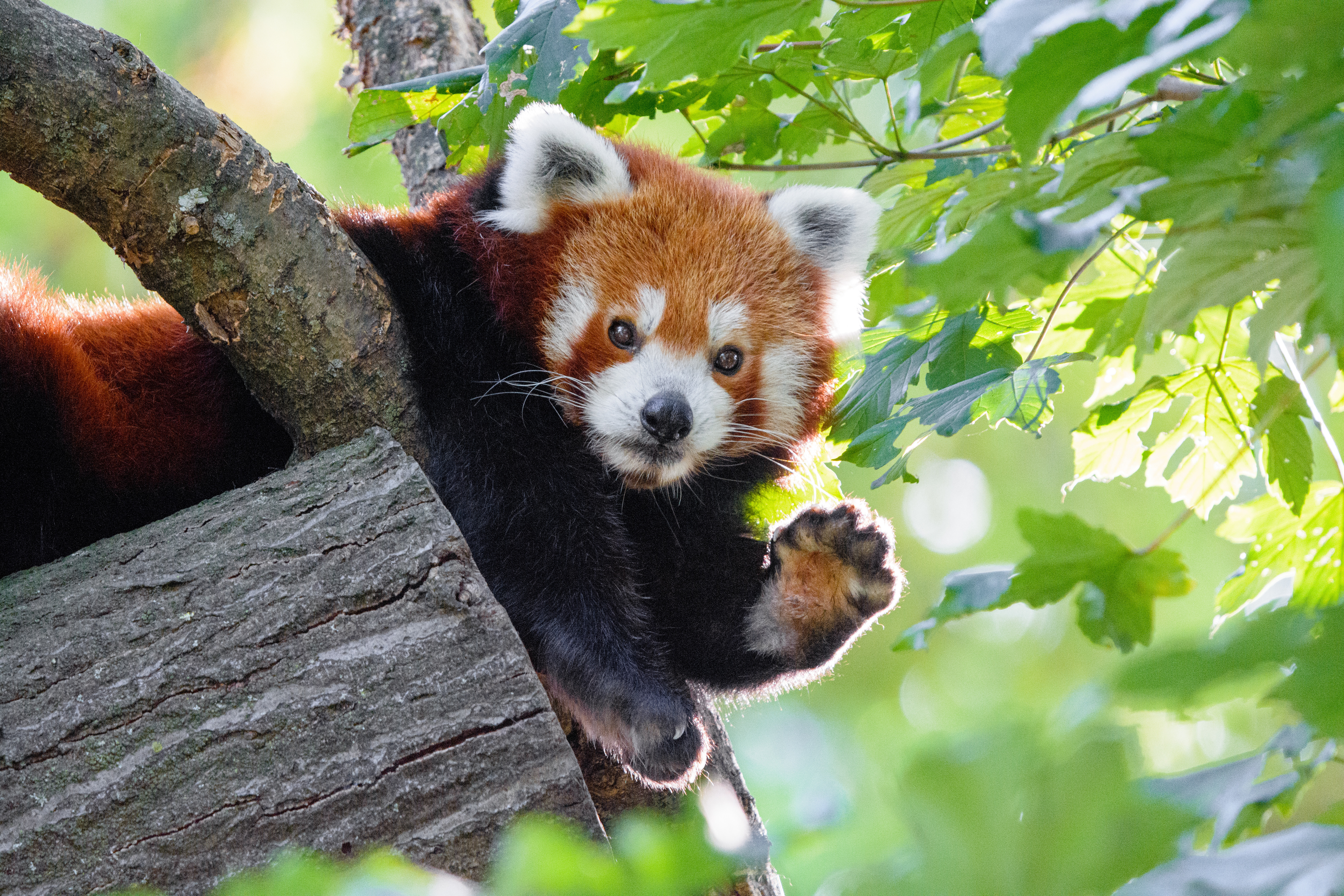 Download Red Panda wallpaper for mobile phone, free Red Panda HD picture