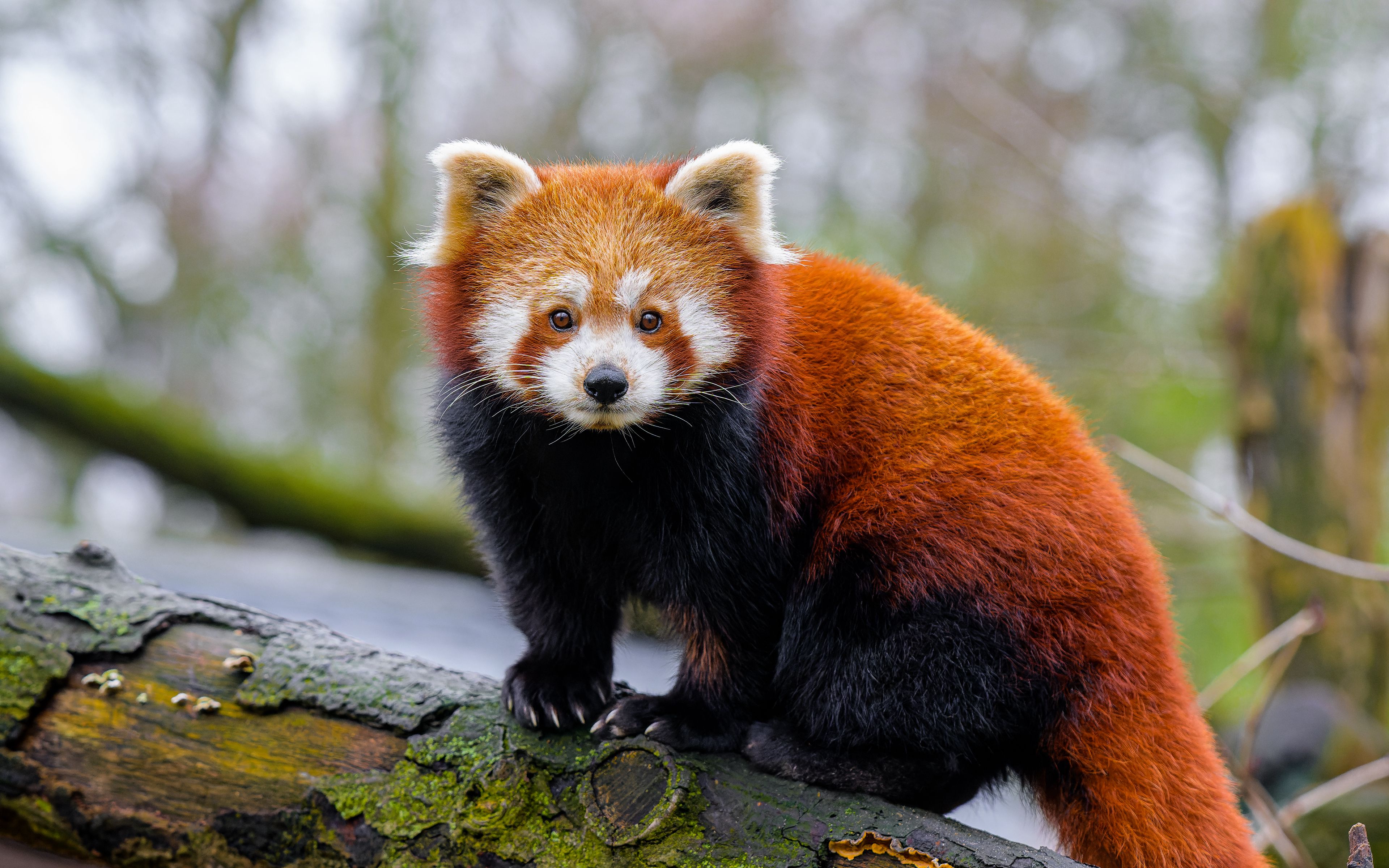 Red panda on tree Wallpaper 4k Ultra HD