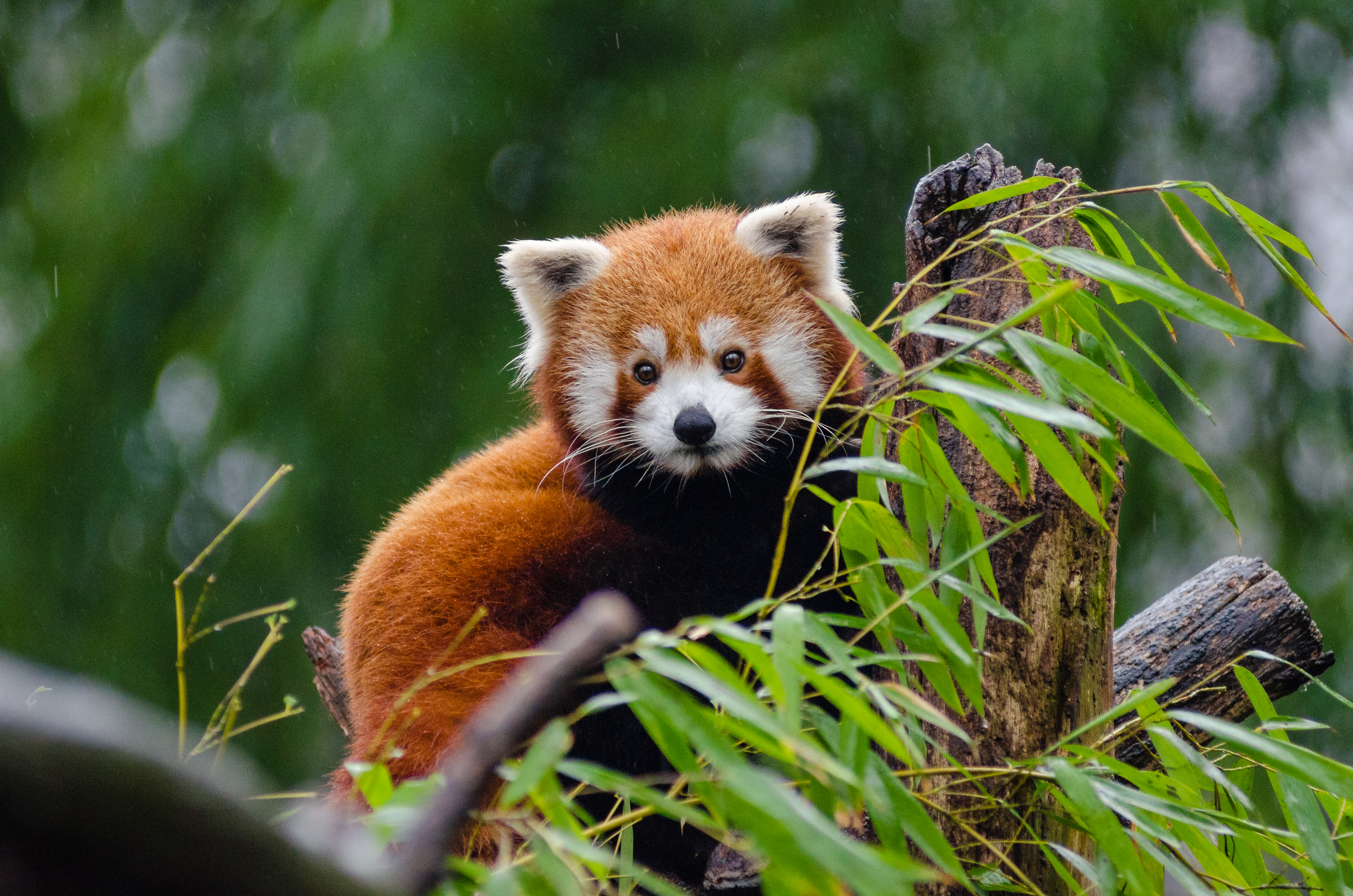 Animal Red Panda 4k Ultra HD Wallpaper