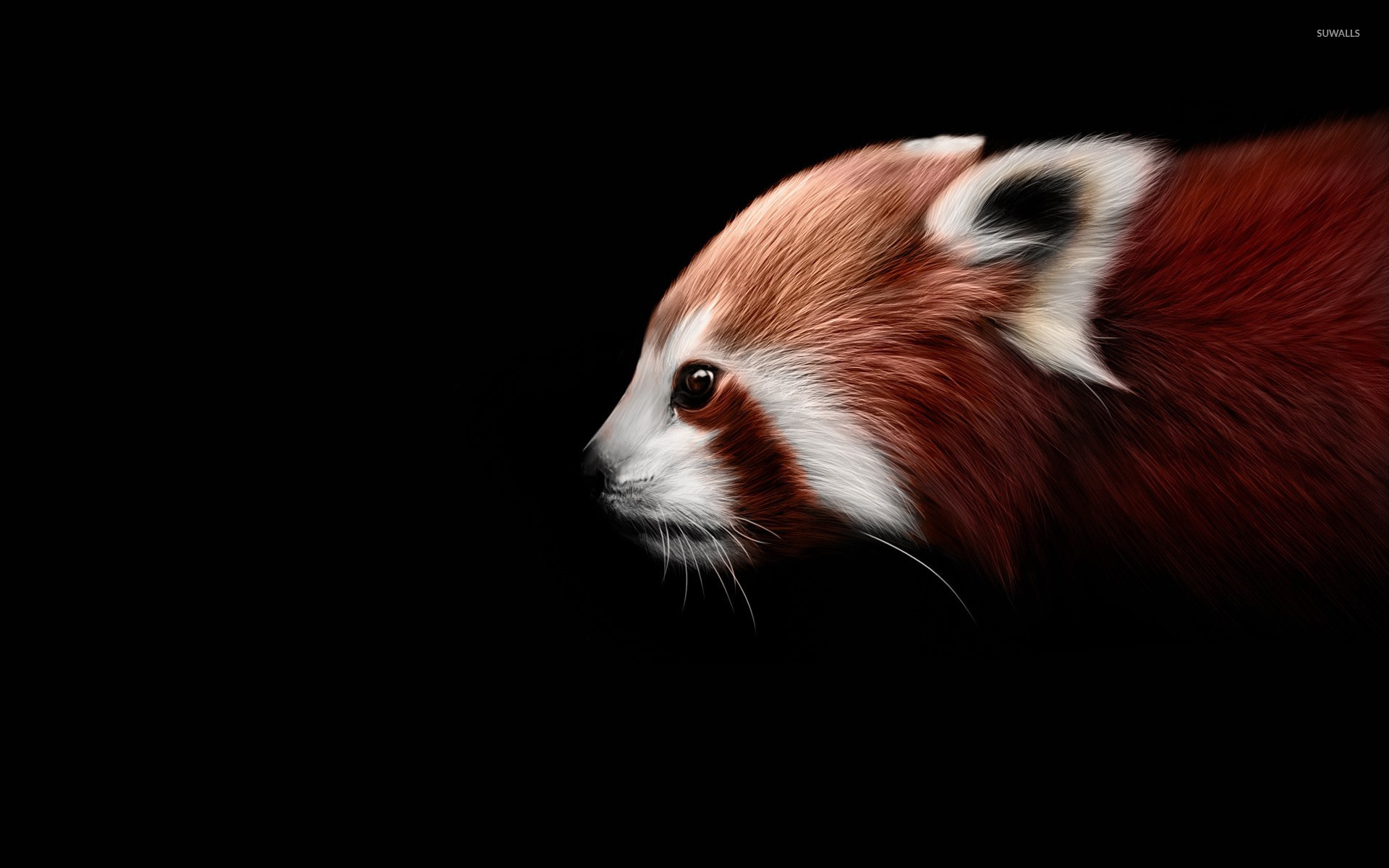 Red panda [4] wallpaper Art wallpaper