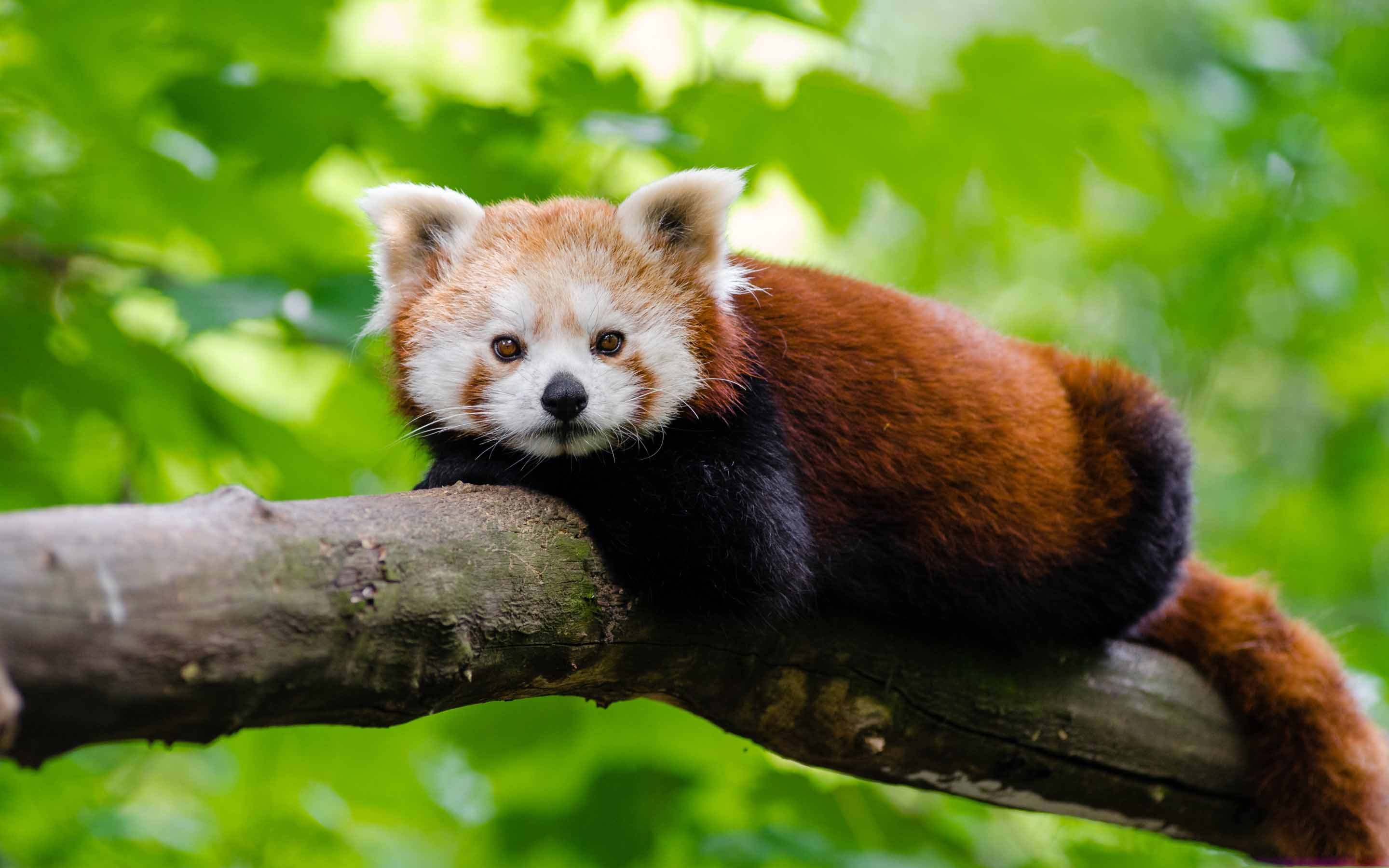 Red Panda Mac Wallpaper Download