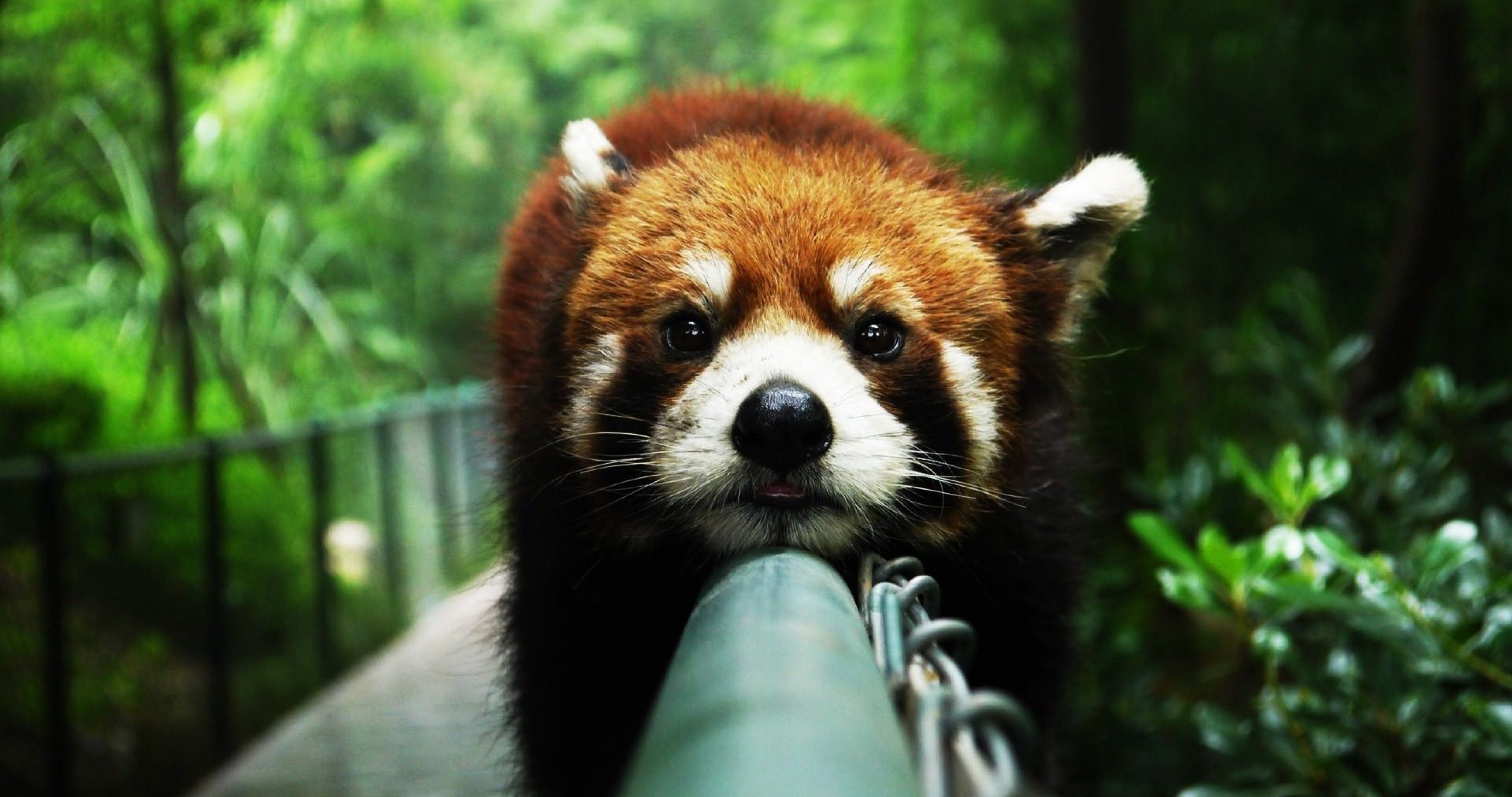 Red Panda (4096x2160)