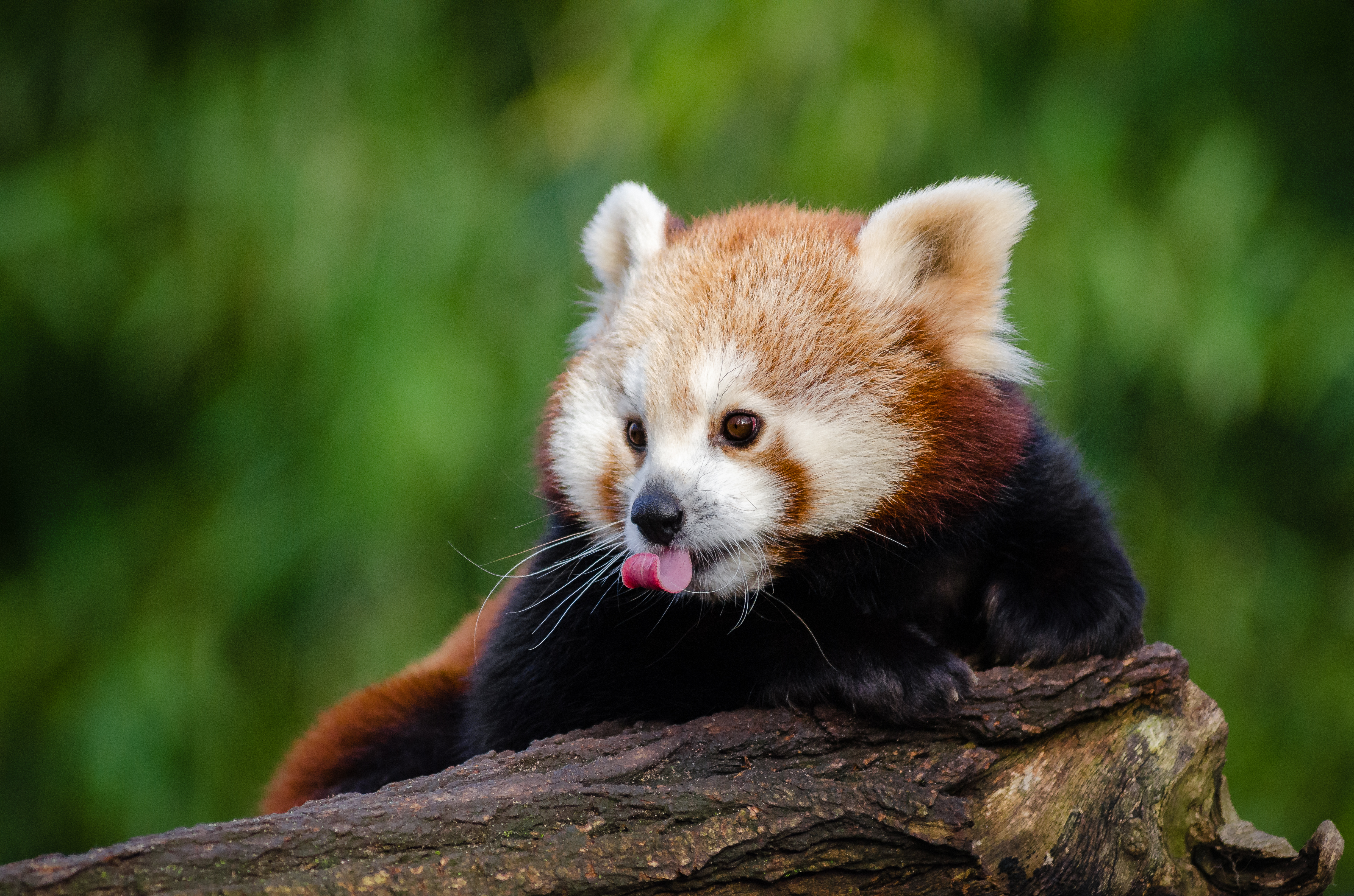 4K Red Panda Wallpaper and Background Image