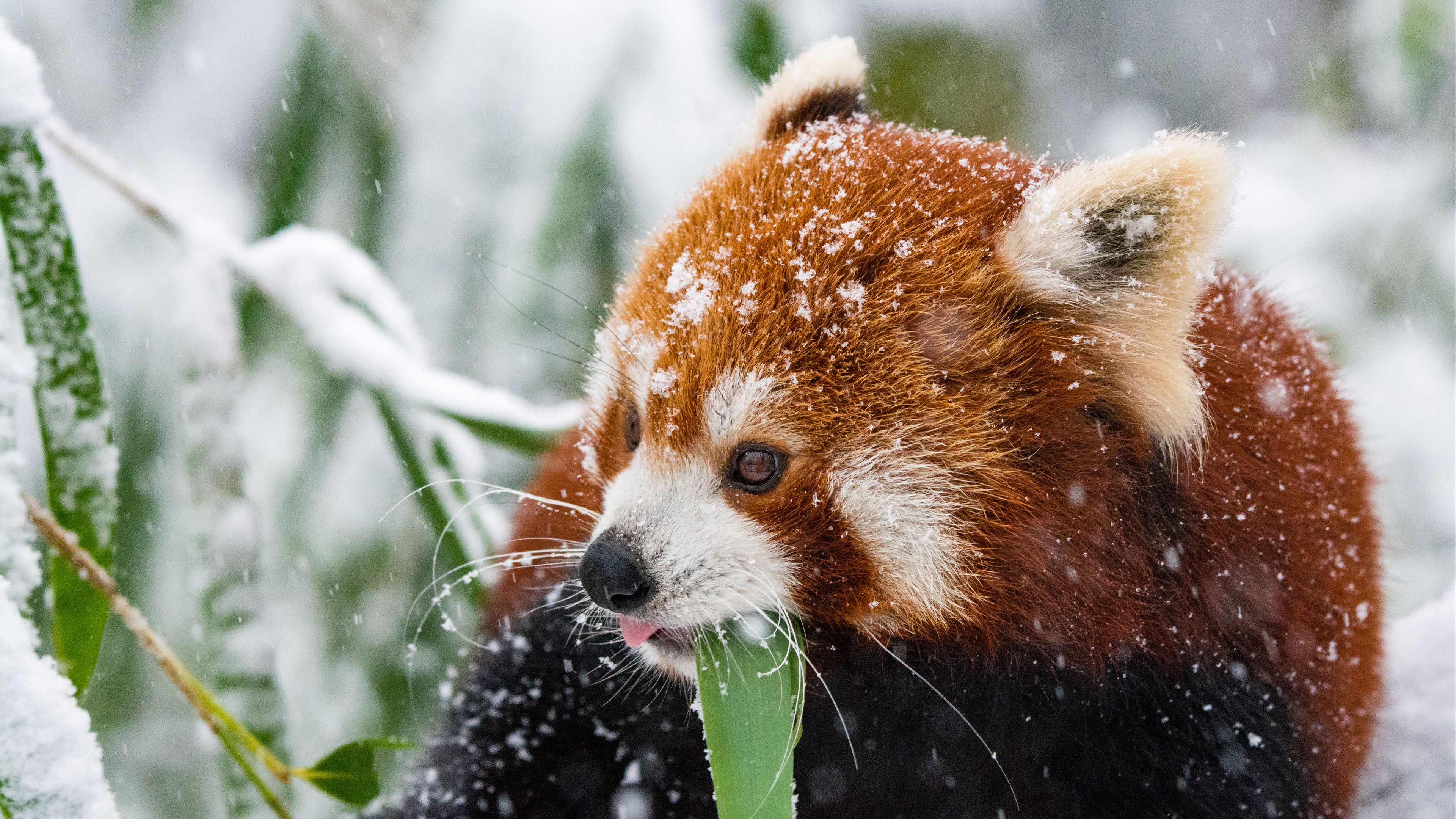 Download wallpaper 3840x2160 panda, red panda, snow, walk 4k uhd 16:9 HD background
