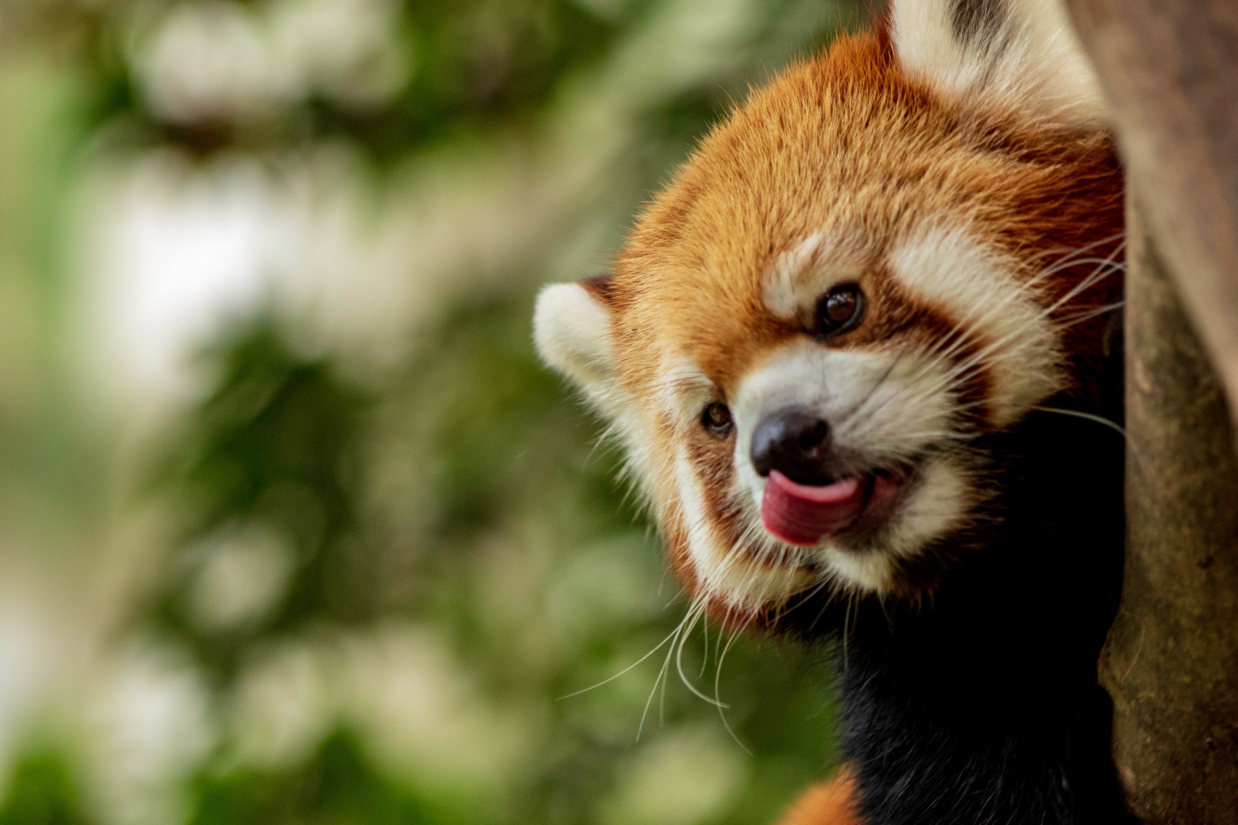 Red Panda Blepping 4K wallpaper