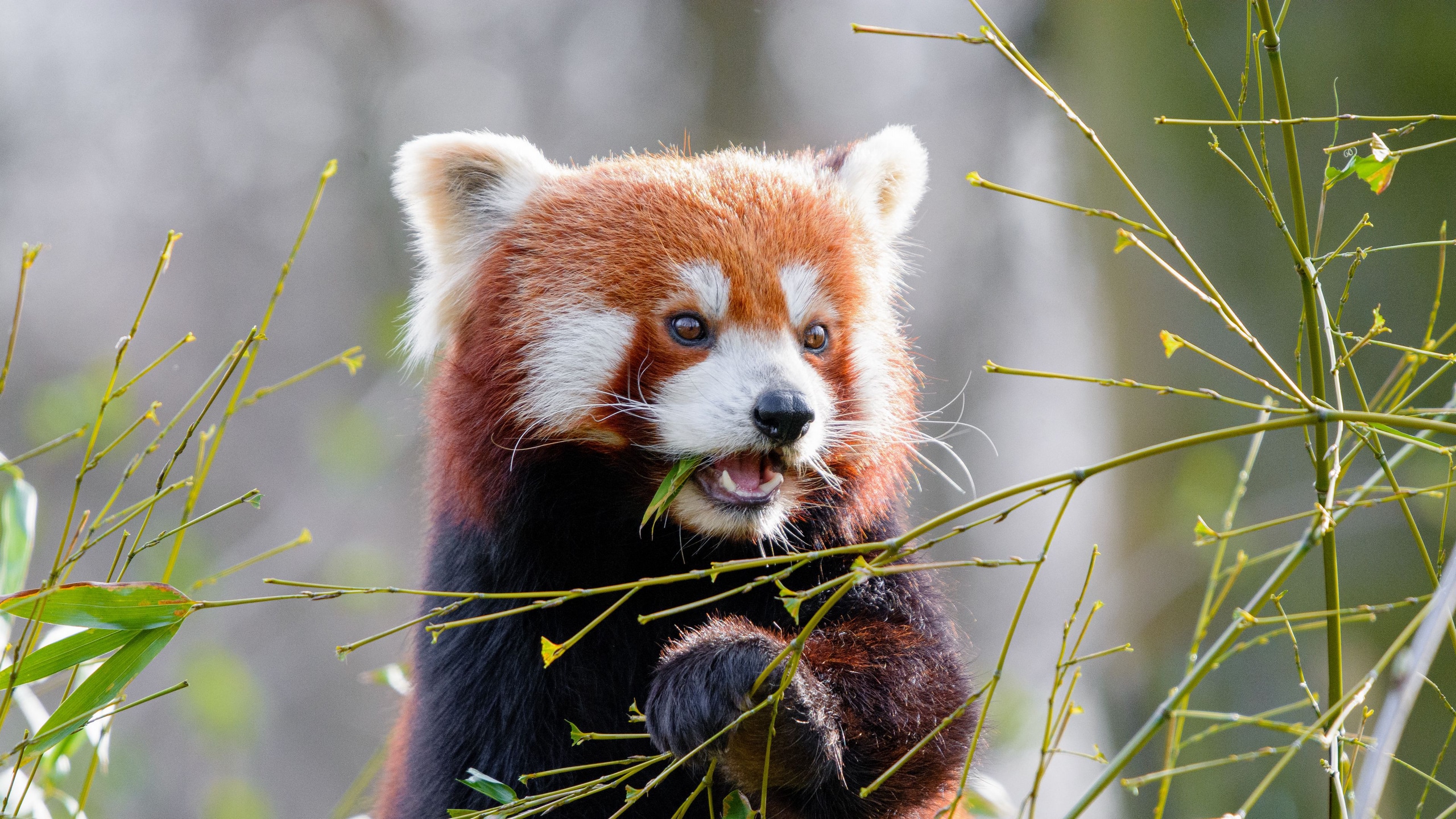 Wallpaper / red panda, bamboo, cute, animal, leaves, 4k free download