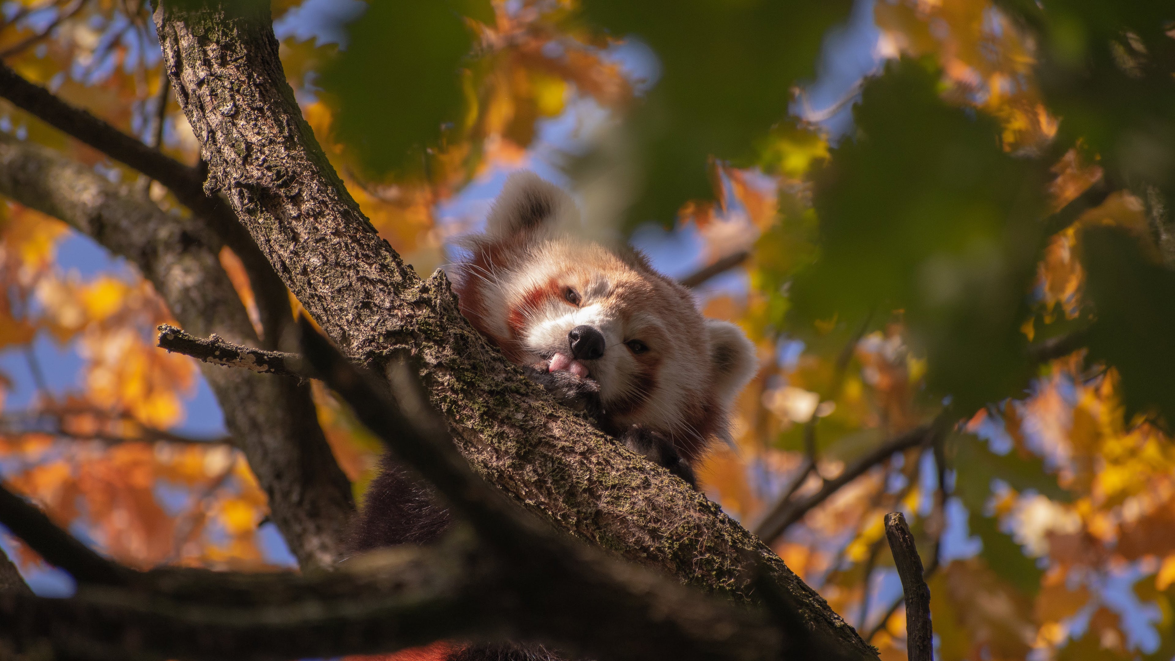 Red Panda Hiding Up in the Trees 4K wallpaper